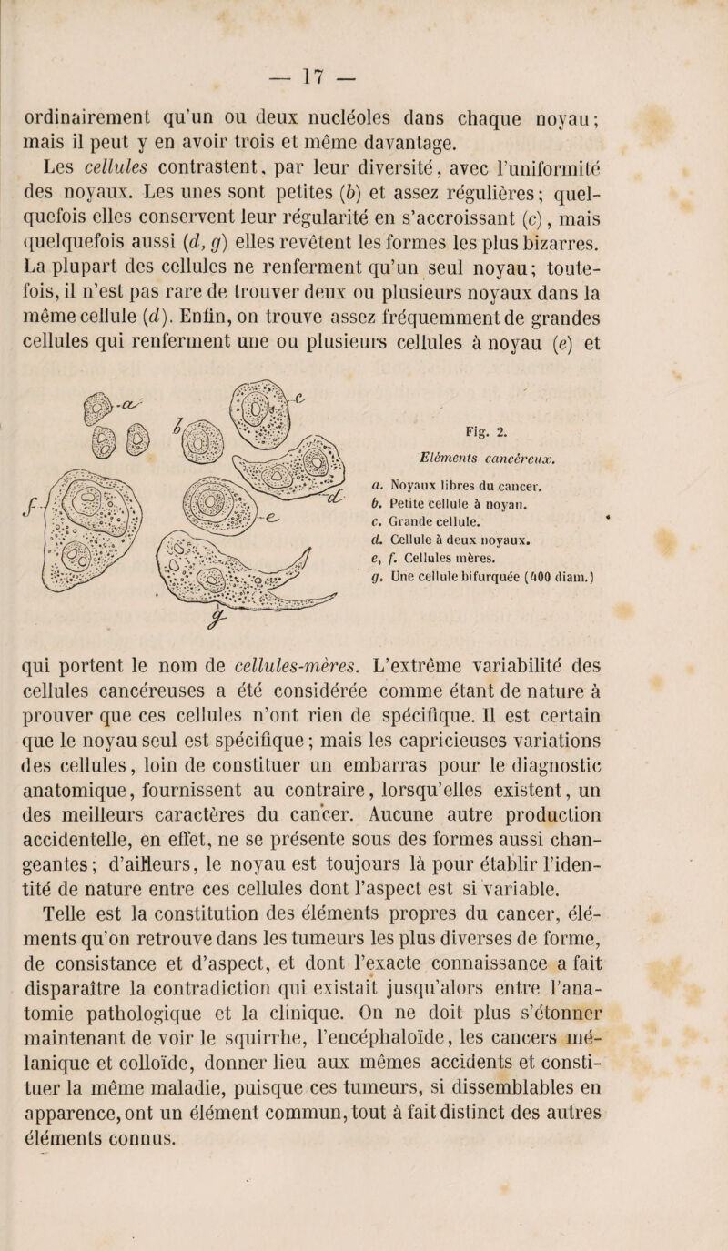 ordinairement qu’un oil deux nucleoles dans chaque noyau; mais il peut y en avoir trois et memo davantage. Les cellules contrasted, par leur diversity, avec l’uniformite des noyaux. Les unes sont petites (b) et assez regulieres; quel- quefois elles conservent leur regularity en s’accroissant (c), mais ([uelquefois aussi (d, g) elles revetent les formes les plus bizarres. La plupart des cellules ne renferment qu’un seul noyau; toute- fois, il n’est pas rare de trouver deux ou plusieurs noyaux dans la meme cellule (d). Enfin, on trouve assez frequemment de grandes cellules qui renferment une ou plusieurs cellules a noyau (e) et Fig. 2. Elements ccincereux. a. Noyaux libres du cancer. b. Petite cellule h noyau. c. Grande cellule. cl. Cellule a deux noyaux. e, f. Cellules mferes. g. Une cellule bifurqu(5e (&0Q diam.) qui portent le nom de cellules-meres. L’extreme variabilite des cellules cancereuses a ete consideree comme etant de nature a prouver que ces cellules n’ont rien de specifique. Il est certain que le noyau seul est specifique; mais les capricieuses variations des cellules, loin de constituer un embarras pour le diagnostic anatomique, fournissent au contraire, lorsqu’elles existent, un des meilleurs caracteres du cancer. Aucune autre production accidentelle, en effet, ne se presente sous des formes aussi chan- geantes; d’aiHeurs, le noyau est toujours la pour etablir l’iden- tite de nature entre ces cellules dont l’aspect est si variable. Telle est la constitution des elements propres du cancer, ele¬ ments qu’on retrouve dans les tumeurs les plus diverses de forme, de consistance et d’aspect, et dont l’exacte connaissance a fait disparaitre la contradiction qui existait jusqu’alors entre Fana- tomie patbologique et la clinique. On ne doit plus s’etonner maintenant de voir le squirrhe, l’encephaloide, les cancers me- lanique et collo'ide, donner lieu aux mernes accidents et consti¬ tuer la meme maladie, puisque ces tumeurs, si dissemblables en apparence,ont un element commun,tout a fait distinct des autres elements connus.