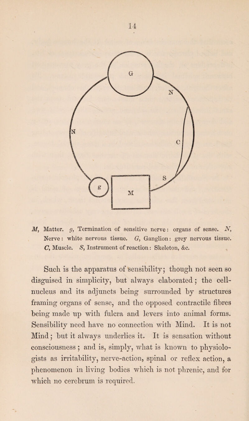 M, Matter, g, Termination of sensitive nerve: organs of sense. N, Nerve: white nervous tissue. G, Ganglion: grey nervous tissue. C, Muscle. S, Instrument of reaction: Skeleton, &c. Such is the apparatus of sensibility; though not seen so disguised in simplicity, but always elaborated; the cell- nucleus and its adjuncts being surrounded by structures framing organs of sense, and the opposed contractile fibres being made up with fulcra and levers into animal forms. Sensibility need have no connection with Mind. It is not Mind; but it always underlies it. It is sensation without consciousness ; and is, simply, what is known to physiolo¬ gists as irritability, nerve-action, spinal or reflex action, a phenomenon in living bodies which is not phrenic, and for which no cerebrum is required.