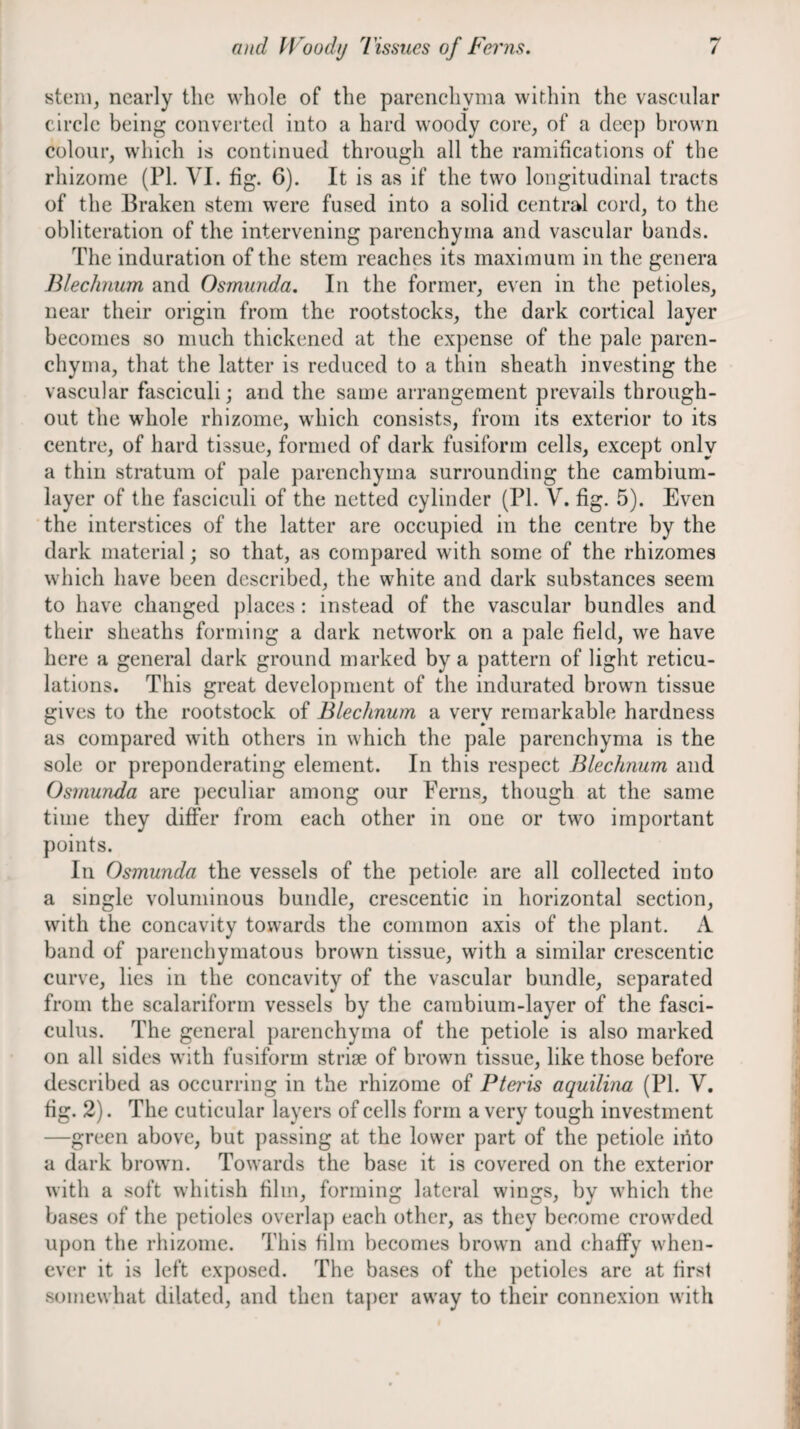 stem, nearly the whole of the parenchyma within the vascular circle being converted into a hard woody core, of a deep brown colour, which is continued through all the ramifications of the rhizome (PL VI. fig. 6). It is as if the two longitudinal tracts of the Braken stem were fused into a solid central cord, to the obliteration of the intervening parenchyma and vascular bands. The induration of the stem reaches its maximum in the genera Blechnum and Osmunda. In the former, even in the petioles, near their origin from the rootstocks, the dark cortical layer becomes so much thickened at the expense of the pale paren¬ chyma, that the latter is reduced to a thin sheath investing the vascular fasciculi; and the same arrangement prevails through¬ out the whole rhizome, which consists, from its exterior to its centre, of hard tissue, formed of dark fusiform cells, except only a thin stratum of pale parenchyma surrounding the cambium- layer of the fasciculi of the netted cylinder (PI. V. fig. 5). Even the interstices of the latter are occupied in the centre by the dark material; so that, as compared with some of the rhizomes which have been described, the white and dark substances seem to have changed places : instead of the vascular bundles and their sheaths forming a dark network on a pale field, we have here a general dark ground marked by a pattern of light reticu¬ lations. This great development of the indurated brown tissue gives to the rootstock of Blechnum a very remarkable hardness as compared with others in which the pale parenchyma is the sole or preponderating element. In this respect Blechnum and Osmunda are peculiar among our Ferns, though at the same time they differ from each other in one or two important points. In Osmunda the vessels of the petiole are all collected into a single voluminous bundle, crescentic in horizontal section, with the concavity towards the common axis of the plant. A band of parenchymatous brown tissue, with a similar crescentic curve, lies in the concavity of the vascular bundle, separated from the scalariforrn vessels by the cambium-layer of the fasci¬ culus. The general parenchyma of the petiole is also marked on all sides with fusiform striae of brown tissue, like those before described as occurring in the rhizome of Pteris aquilina (PI. V, fig. 2). The cuticular layers of cells form a very tough investment —green above, but passing at the lower part of the petiole irito a dark browm. Towards the base it is covered on the exterior with a soft whitish film, forming lateral wings, by which the bases of the petioles overlap each other, as they become crowded upon the rhizome. This film becomes brown and chaffy when¬ ever it is left exposed. The bases of the petioles are at first somewhat dilated, and then taj)cr away to their connexion with
