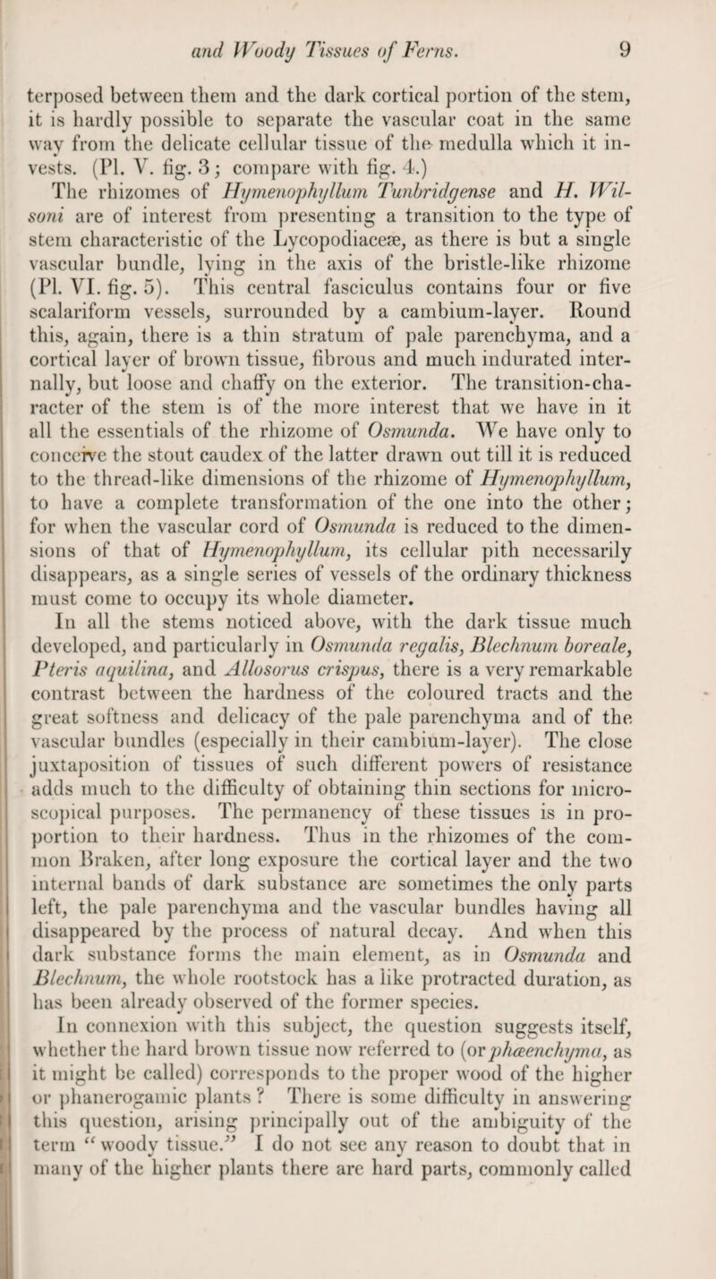 terposed between them and the dark cortical portion of the stem, it is hardly possible to separate the vascular coat in the same wav from the delicate cellular tissue of the medulla which it in- * vests. (PI. V. fig. 3; compare with fig. 4.) The rhizomes of Hyrnenophyllum Tunhridgense and H. Wil- soni are of interest from ])resenting a transition to the type of stem characteristic of the Lycopodiacese, as there is but a single vascular bundle, lying in the axis of the bristle-like rhizome (PI. VI. fig. 5). This central fasciculus contains four or five scalariform vessels, surrounded by a cambium-layer. Round this, again, there is a thin stratum of pale parenchyma, and a cortical layer of brown tissue, fibrous and much indurated inter- nally, but loose and chaffy on the exterior. The transition-cha¬ racter of the stem is of the more interest that we have in it all the essentials of the rhizome of Osmunda. We have only to concch^e the stout caudex of the latter drawn out till it is reduced to the thread-like dimensions of the rhizome of Hymenophylluniy to have a complete transformation of the one into the other; for when the vascular cord of Osmunda is reduced to the dimen¬ sions of that of Hyrnenophyllum, its cellular pith necessarily disappears, as a single series of vessels of the ordinary thickness must come to occupy its whole diameter. In all the stems noticed above, with the dark tissue much developed, and particularly in Osmunda regalis, Blechnum boreale, Fteris nquiiina, and Allosorus crispus, there is a very remarkable contrast between the hardness of the coloured tracts and the great softness and delicacy of the pale parenchyma and of the vascular bundles (especially in their cambium-la3^er). The close juxtaposition of tissues of such different powers of resistance adds much to the difficulty of obtaining thin sections for micro- sco])ical purposes. The permanency of these tissues is in pro¬ portion to their hardness. Thus in the rhizomes of the com¬ mon Rraken, after long exposure the cortical layer and the two internal bands of dark substance are sometimes the only parts left, the pale parenchyma and the vascular bundles having all disappeared by the process of natural decay. And when this dark substance forms the main element, as in Osmunda and Blechnum, the whole rootstock has a like protracted duration, as has been already observed of the former species. In connexion with this subject, the question suggests itself, wliether the hard brown tissue now referred to (ovphceenchyma, as it might be called) corresponds to the pro})er wood of the higher or phanerogamic plants ? There is some difficulty in answering this question, arising principally out of the ambiguity of the term “ woody tissue.I do not see any reason to doubt that in many of the higher plants there are hard parts, commonly called