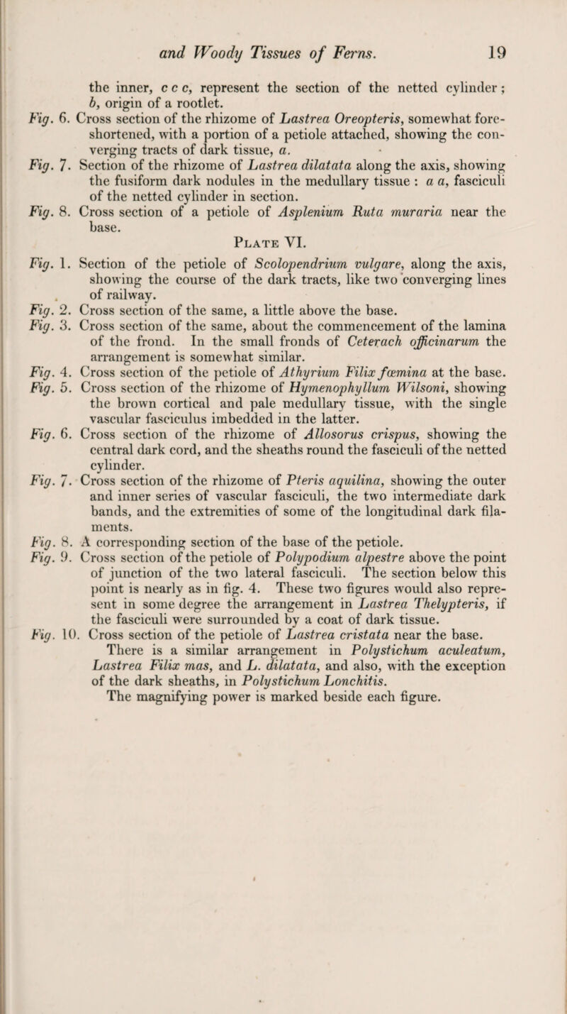 the inner, c c c, represent the section of the netted cylinder; b, origin of a rootlet. Fig. 6. Cross section of the rhizome of Lastrea Oreopteris, somewhat fore¬ shortened, with a portion of a petiole attached, showing the con¬ verging tracts of dark tissue, a. Fig. 7. Section of the rhizome of Lastrea dilatata along the axis, showing the fusiform dark nodules in the medullary tissue : a a, fasciculi of the netted cylinder in section. Fig. 8. Cross section of a petiole of Asplenium Rut a muraria near the base. Plate VI. Fig. 1. Section of the petiole of Scolopendrium vulgare, along the axis, showing the course of the dark tracts, like two converging lines . of railway. Fig. 2. Cross section of the same, a little above the base. Fig. 3. Cross section of the same, about the commencement of the lamina of the frond. In the small fronds of Ceterach officinarum the arrangement is somewhat similar. Fig. 4. Cross section of the petiole of Athyrium Filixfcemina at the base. Fig. 5. Cross section of the rhizome of Hymenophyllum Wilsoni, showing the brown cortical and pale medullary tissue, with the single vascular fasciculus imbedded in the latter. Fig. 6. Cross section of the rhizome of Allosorus crispus, showing the central dark cord, and the sheaths round the fasciculi of the netted cylinder. Fig. 7. Cross section of the rhizome of Pteris aquilina, showing the outer and inner series of vascular fasciculi, the two intermediate dark bands, and the extremities of some of the longitudinal dark fila¬ ments. Fig. 8. A corresponding section of the base of the petiole. Fig. 9. Cross section of the petiole of Poly podium alpestre above the point of junction of the two lateral fasciculi. The section below this })oint is nearly as in fig. 4. These two figures would also repre¬ sent in some degree the arrangement in Lastrea Thelypteris, if the fasciculi were surrounded by a coat of dark tissue. Fig. 10. Cross section of the petiole of Lastrea cristata near the base. There is a similar arrangement in Polystichum aculeatum, Lastrea Filix mas, and L. dilatata, and also, with the exception of the dark sheaths, in Polystichum Lonchitis. The magnifying power is marked beside each figure.