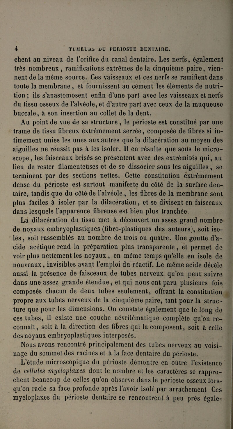 client au niveau de l’orifice du canal dentaire. Les nerfs, également très nombreux, ramifications extrêmes delà cinquième paire, vien¬ nent de la même source. Ces vaisseaux et ces nerfs se ramifient dans toute la membrane , et fournissent au cément les éléments de nutri¬ tion ; ils s’anastomosent enfin d’une part avec les vaisseaux et nerfs du tissu osseux de l’alvéole, et d’autre part avec ceux de la muqueuse buccale, à son insertion au collet de la dent. Au point de vue de sa structure, le périoste est constitué par une trame de tissu fibreux extrêmement serrée, composée de fibres si in¬ timement unies les unes aux autres que la dilacération au moyen des aiguilles ne réussit pas à les isoler. Il en résulte que soits le micro¬ scope, les faisceaux brisés se présentent avec des extrémités qui, au lieu de rester filamenteuses et de se dissocier sous les aiguilles, se terminent par des sections nettes. Cette constitution extrêmement dense du périoste est surtout manifeste du côté de la surface den¬ taire, tandis que du côté de l’alvéole , les fibres de la membrane sont plus faciles à isoler par la dilacération, et se divisent en faisceaux dans lesquels l’apparence fibreuse est bien plus tranchée. La dilacération du tissu met à découvert un assez grand nombre de noyaux embryoplastiques (fibro-plastiques des auteurs), soit iso¬ lés, soit rassemblés au nombre de trois ou quatre. Une goutte d’a¬ cide acétique rend la préparation plus transparente, et permet de voir plus nettement les noyaux, en même temps qu’elle en isole de nouveaux, invisibles avant l’emploi du réactif. Le même acide décèle aussi la présence de faisceaux de tubes nerveux qu’on peut suivre dans une assez grande étendue, et qui nous ont paru plusieurs fois composés chacun de deux tubes seulement, offrant la constitution propre aux tubes nerveux de la cinquième paire, tant pour la struc¬ ture que pour les dimensions. On constate également que le long de ces tubes, il existe une couche névrilématique complète qu’on re¬ connaît, soit à la direction des fibres qui la composent, soit à celle des noyaux embryoplastiques interposés. Nous avons rencontré principalement des tubes nerveux au voisi¬ nage du sommet des racines et à la face dentaire du périoste. L’étude microscopique du périoste démontre en outre l’existence de cellules myèloplaxes, dont le nombre et les caractères se rappro¬ chent beaucoup de celles qu’on observe dans le périoste osseux lors¬ qu’on racle sa face profonde après l’avoir isolé par arrachement Ces myeloplaxes du périoste dentaire se rencontrent à peu près égale-