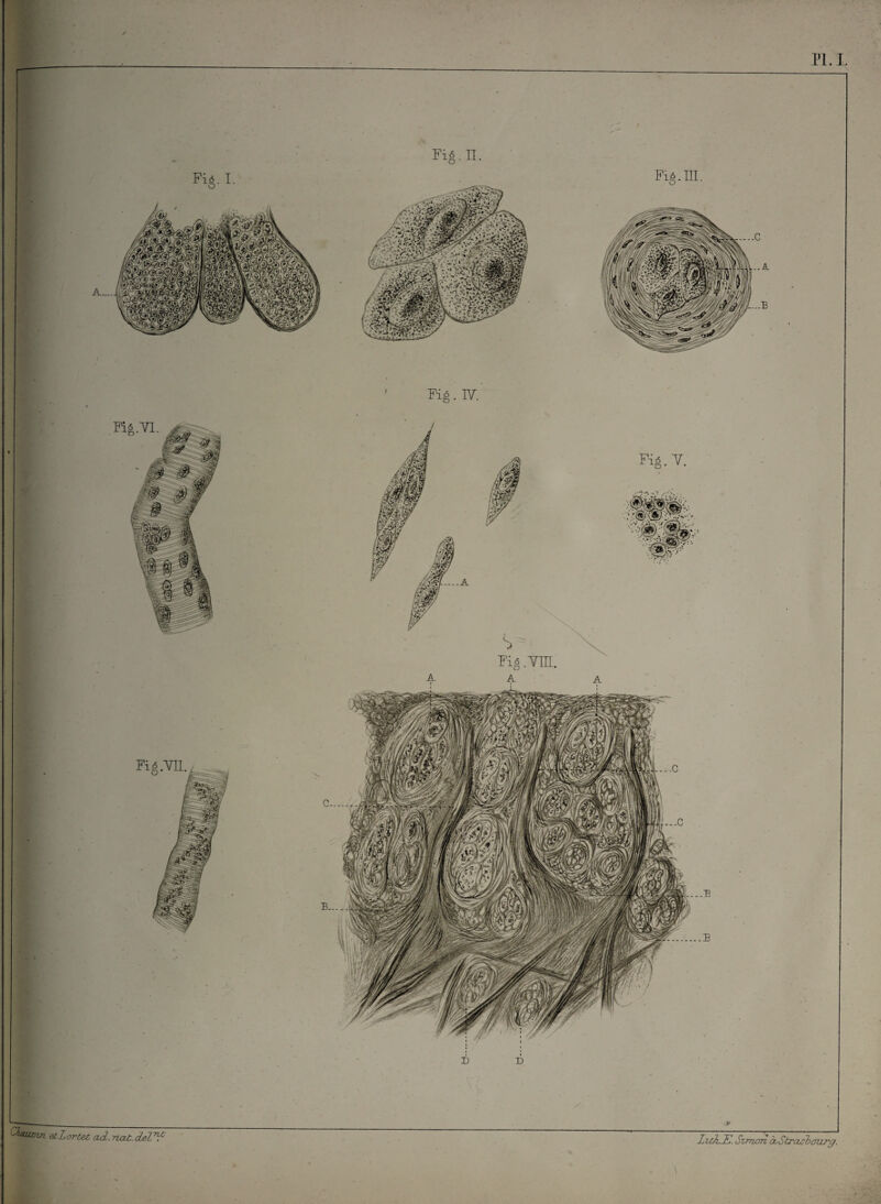 P1.I aMa*nJi etLortet ad. riat.deSn.c IzckK Svmon à Strasbourg. Fig.YlI. Fig. IY. Fig. Y. -A Fi6.II. Fig. III. Fig. I. O A.... Fig.YL. Fig. Ym. %