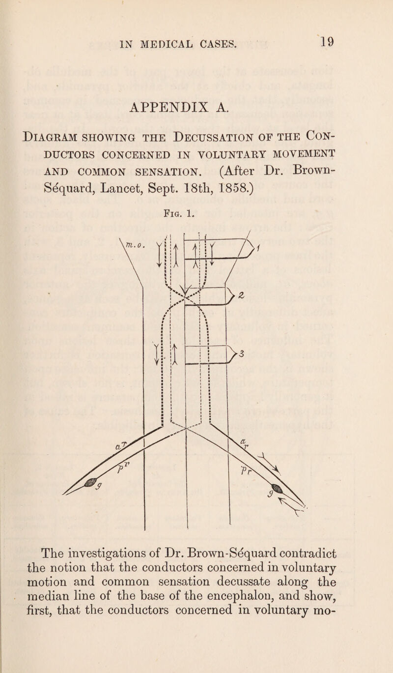 APPENDIX A. Diagram showing the Decussation of the Con¬ ductors CONCERNED IN VOLUNTARY MOVEMENT and common sensation. (After Dr. Brown- Sequard, Lancet, Sept. 18tli, 1858.) Fig. 1. The investigations of Dr. Brown-Sequard contradict the notion that the conductors concerned in voluntary motion and common sensation decussate along the median line of the base of the encephalon, and show, first, that the conductors concerned in voluntary mo-