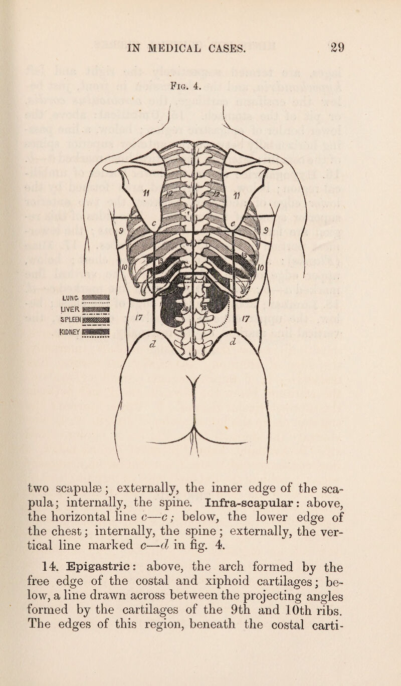 Fig. 4. two scapulas; externally, the inner edge of the sca¬ pula; internally, the spine. Infra-scapular: above, the horizontal line c—c; below, the lower edge of the chest; internally, the spine; externally, the ver¬ tical line marked c—d in fig. 4. 14. Epigastric: above, the arch formed by the free edge of the costal and xiphoid cartilages; be¬ low, a line drawn across between the projecting angles formed by the cartilages of the 9th and 10th ribs. The edges of this region, beneath the costal carti-