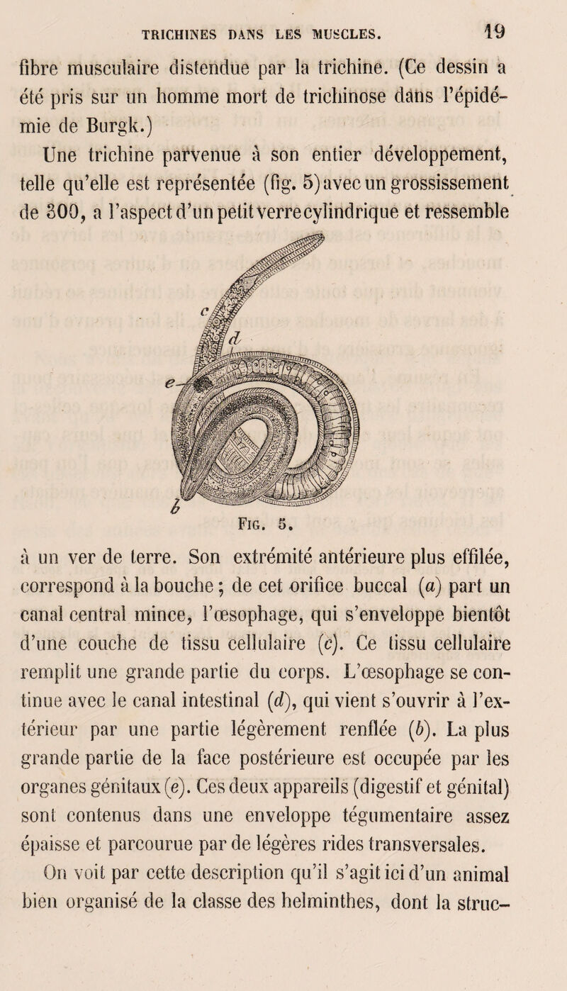 fibre musculaire distendue par la trichine. (Ce dessin a été pris sur tin homme mort de trichinose dans l’épidé¬ mie de Burgk.) Une trichine parvenue à son entier développement, telle qu’elle est représentée (fig. 5) avec un grossissement de 300 , a l’aspect d’un petit verre cylindrique et ressemble à un ver de terre. Son extrémité antérieure plus effilée, correspond à la bouche ; de cet orifice buccal (a) part un canal central mince, l’œsophage, qui s’enveloppe bientôt d’une couche de tissu cellulaire (c). Ce tissu cellulaire remplit une grande partie du corps. L’œsophage se con¬ tinue avec le canal intestinal (d), qui vient s’ouvrir à l’ex¬ térieur par une partie légèrement renflée (b). La plus grande partie de la face postérieure est occupée par les organes génitaux (e). Ces deux appareils (digestif et génital) sont contenus dans une enveloppe tégumentaire assez épaisse et parcourue par de légères rides transversales. On voit par cette description qu’il s’agit ici d’un animal bien organisé de la classe des helminthes, dont la struc-