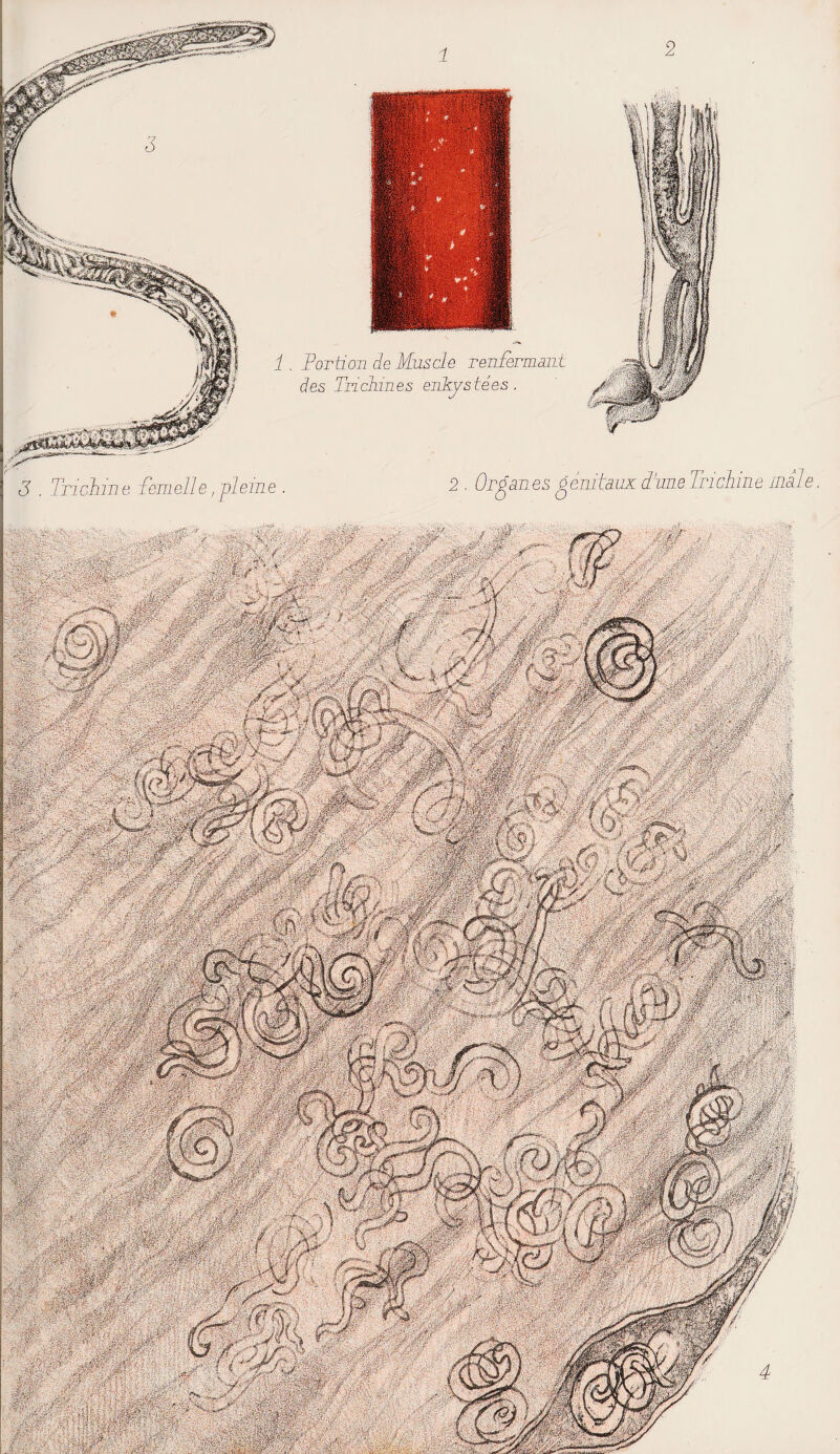 1 2 J . Trichine femelle, pleine Portion de Muscle renfermant des Trichines enkystées. 2 . Organes génitaux dîme Trichine male. tlmr m AtÆgm m - &■ - SilääfKJ ■ SSm X'ïMTnçT k. Sp MÊm 'PÊ-MtrÀ WMri-i ririêmVririT i.iS<aSBMSÄÄ*