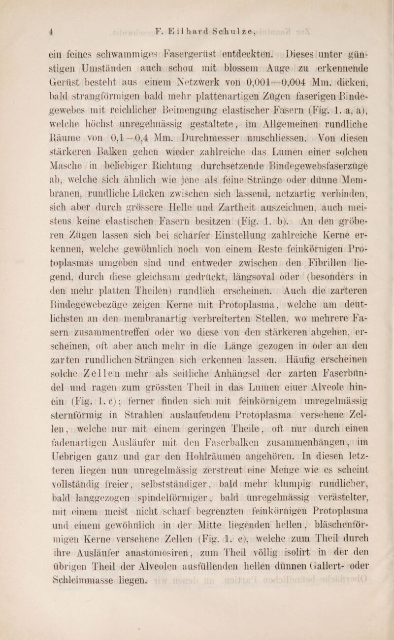 ein feines schwammiges Fasergerüst entdeckten. Dieses unter gün¬ stigen Umständen auch schon mit blossem Auge zu erkennende Gerüst bestellt aus einem Netzwerk von 0,001—0,004 Mm. dicken, bald sti'angförmigen bald mehr plattenartigen Zügen faserigen Binde¬ gewebes mit reichlicher Beimengung elastischer Fasern (Fig. 1. a, aj, welche höchst unregelmässig gestaltete, im Allgemeinen rundliche Bäume von 0,1 —0,4 Mm. Durchmesser umschliessen. Von diesen stärkeren Balken gehen wieder zahlreiche das Lumen einer solchen Masche in beliebiger Bichtung durchsetzende Bindegewebsfaserzüge ab, welche sich ähnlich wie jene als feine Stränge oder dünne Mem¬ branen, rundliche Lücken zwischen sich lassend, netzartig verbinden, sich aber durch grössere Helle und Zartheit aiiszeichnen, auch mei¬ stens keine elastischen Fasern besitzen (Fig. 1. b). An den gröbe¬ ren Zügen lassen sich bei scharfer Einstellung zahlreiche Kerne er¬ kennen, welche gewöhnlich noch von einem Beste feinkörnigen Pro¬ toplasmas umgeben sind und entweder zwischen den Fibrillen lie¬ gend, durch diese gleichsam gedrückt, längsoval oder (besonders in den mehr platten Theilenj rundlich erscheinen. Auch die zarteren Bindegewebezüge zeigen Kerne mit Protoplasma, welche am deut¬ lichsten an den membranartig verbreiterten Stellen, wo mehrere Fa¬ sern Zusammentreffen oder wo diese von den stärkeren abgehen, er¬ scheinen, oft aber auch mehr in die Länge gezogen in oder an den zarten rundlichen Strängen sich erkennen lassen. Häutig erscheinen solche Zellen mehr als seitliche Anhängsel der zarten Faserbün¬ del und ragen zum grössten Theil in das Lumen einer Alveole hin¬ ein (Fig. 1. c); ferner finden sich mit feinkörnigem unregelmässig sternförmig in Strahlen auslaufendem Protoplasma versehene Zel¬ len , welche nur mit einem geringen Tlieile, oft nur durch einen fadenartigen iVusläufer mit den Faserbalken Zusammenhängen, im Uebrigen ganz und gar den Hohlräumen angehören. In diesen letz¬ teren liegen nun unregelmässig zerstreut eine Menge wie es scheint vollständig freier, selbstständiger, bald mehr klumpig rundlicher, bald langgezogen spindelförmiger, bald unregelmässig verästelter, mit einem meist nicht scharf begrenzten feinkörnigen Protoplasma und einem gewöhnlich in der Mitte liegenden hellen, bläschenför¬ migen Kerne versehene Zellen (Fig. 1. e), welche zum Theil durch ihre Ausläufer anastomosiren, zum Theil völlig isolirt in der den übrigen Theil der Alveolen ausfüllenden hellen dünnen Gallert- oder Schleimmasse liegen.