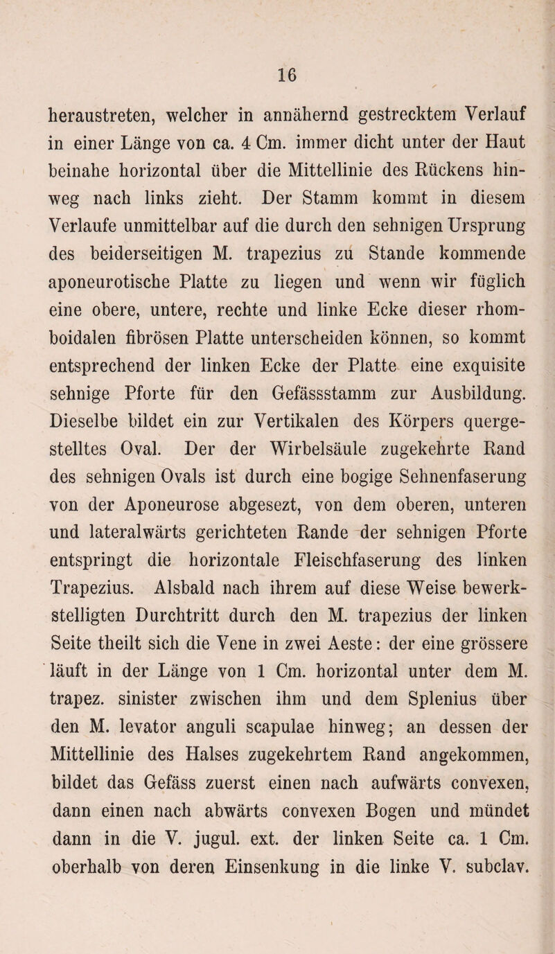 heraustreten, welcher in annähernd gestrecktem Verlauf in einer Länge von ca. 4 Cm. immer dicht unter der Haut beinahe horizontal über die Mittellinie des Rückens hin¬ weg nach links zieht. Der Stamm kommt in diesem Verlaufe unmittelbar auf die durch den sehnigen Ursprung des beiderseitigen M. trapezius zu Stande kommende aponeurotische Platte zu liegen und wenn wir füglich eine obere, untere, rechte und linke Ecke dieser rhom¬ boidalen fibrösen Platte unterscheiden können, so kommt entsprechend der linken Ecke der Platte eine exquisite sehnige Pforte für den Gefässstamm zur Ausbildung. Dieselbe bildet ein zur Vertikalen des Körpers querge¬ stelltes Oval. Der der Wirbelsäule zugekehrte Rand des sehnigen Ovals ist durch eine bogige Sehnenfaserung von der Aponeurose abgesezt, von dem oberen, unteren und lateralwärts gerichteten Rande der sehnigen Pforte entspringt die horizontale Fleischfaserung des linken Trapezius. Alsbald nach ihrem auf diese Weise bewerk¬ stelligten Durchtritt durch den M. trapezius der linken Seite theilt sich die Vene in zwei Aeste: der eine grössere läuft in der Länge von 1 Cm. horizontal unter dem M. trapez. sinister zwischen ihm und dem Splenius über den M. levator anguli scapulae hinweg; an dessen der Mittellinie des Halses zugekehrtem Rand angekommen, bildet das Gefäss zuerst einen nach aufwärts convexen, dann einen nach abwärts convexen Bogen und mündet dann in die V. jugul. ext. der linken Seite ca. 1 Cm. oberhalb von deren Einsenkung in die linke V. subclav.