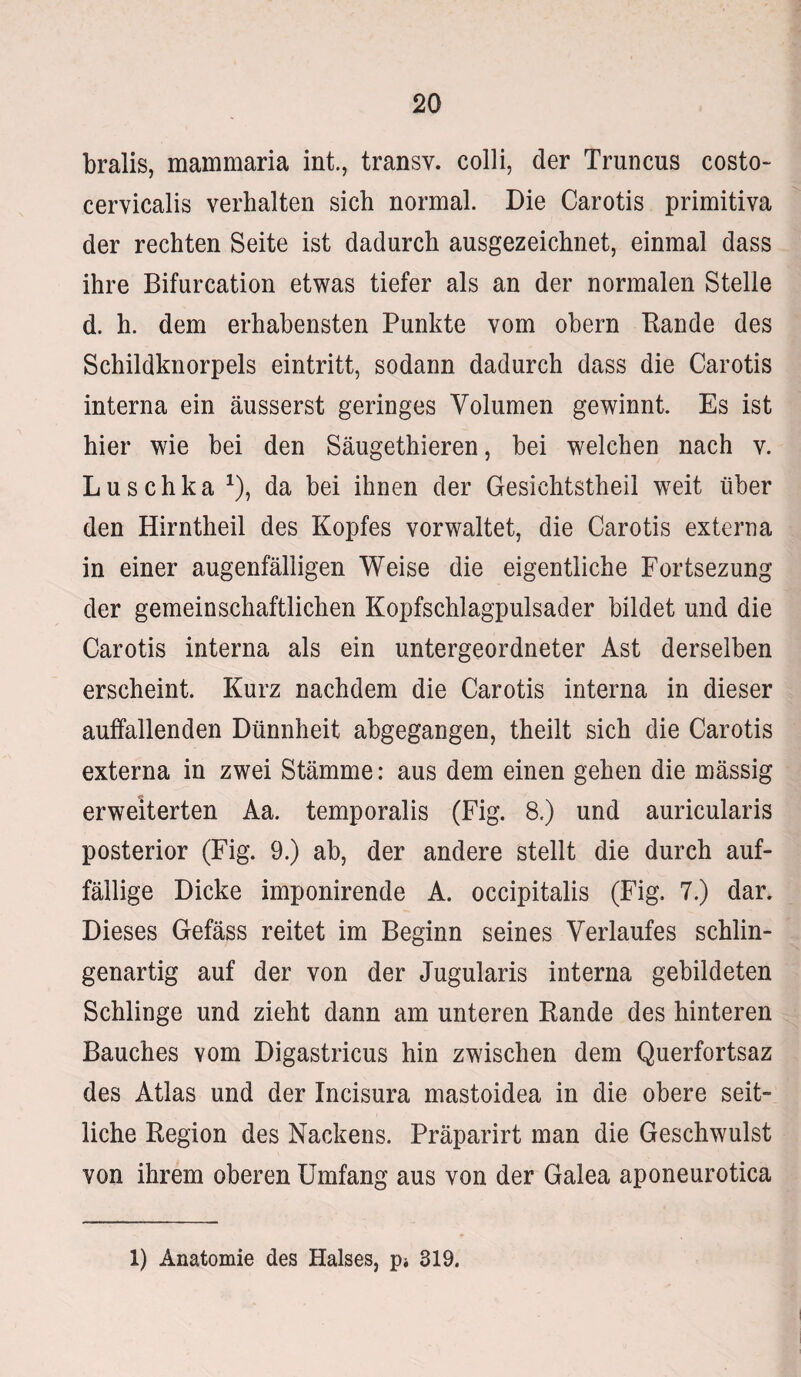 bralis, mammaria int., transy. colli, der Truncus costo- cervicalis verhalten sich normal. Die Carotis primitiva der rechten Seite ist dadurch ausgezeichnet, einmal dass ihre Bifurcation etwas tiefer als an der normalen Stelle d. h. dem erhabensten Punkte vom obern Rande des Schildknorpels eintritt, sodann dadurch dass die Carotis interna ein äusserst geringes Volumen gewinnt. Es ist hier wie bei den Säugethieren, bei welchen nach v. Luschka J), da bei ihnen der Gesichtstheil weit über den Hirntheil des Kopfes vorwaltet, die Carotis externa in einer augenfälligen Weise die eigentliche Fortsezung der gemeinschaftlichen Kopfschlagpulsader bildet und die Carotis interna als ein untergeordneter Ast derselben erscheint. Kurz nachdem die Carotis interna in dieser auffallenden Dünnheit abgegangen, theilt sich die Carotis externa in zwei Stämme: aus dem einen gehen die mässig erweiterten Aa. temporalis (Fig. 8.) und auricularis posterior (Fig. 9.) ab, der andere stellt die durch auf¬ fällige Dicke imponirende A. occipitalis (Fig. 7.) dar. Dieses Gefäss reitet im Beginn seines Verlaufes sehlin¬ genartig auf der von der Jugularis interna gebildeten Schlinge und zieht dann am unteren Rande des hinteren Bauches vom Digastricus hin zwischen dem Querfortsaz des Atlas und der Incisura mastoidea in die obere seit¬ liche Region des Nackens. Präparirt man die Geschwulst von ihrem oberen Umfang aus von der Galea aponeurotica 1) Anatomie des Halses, p* 319.