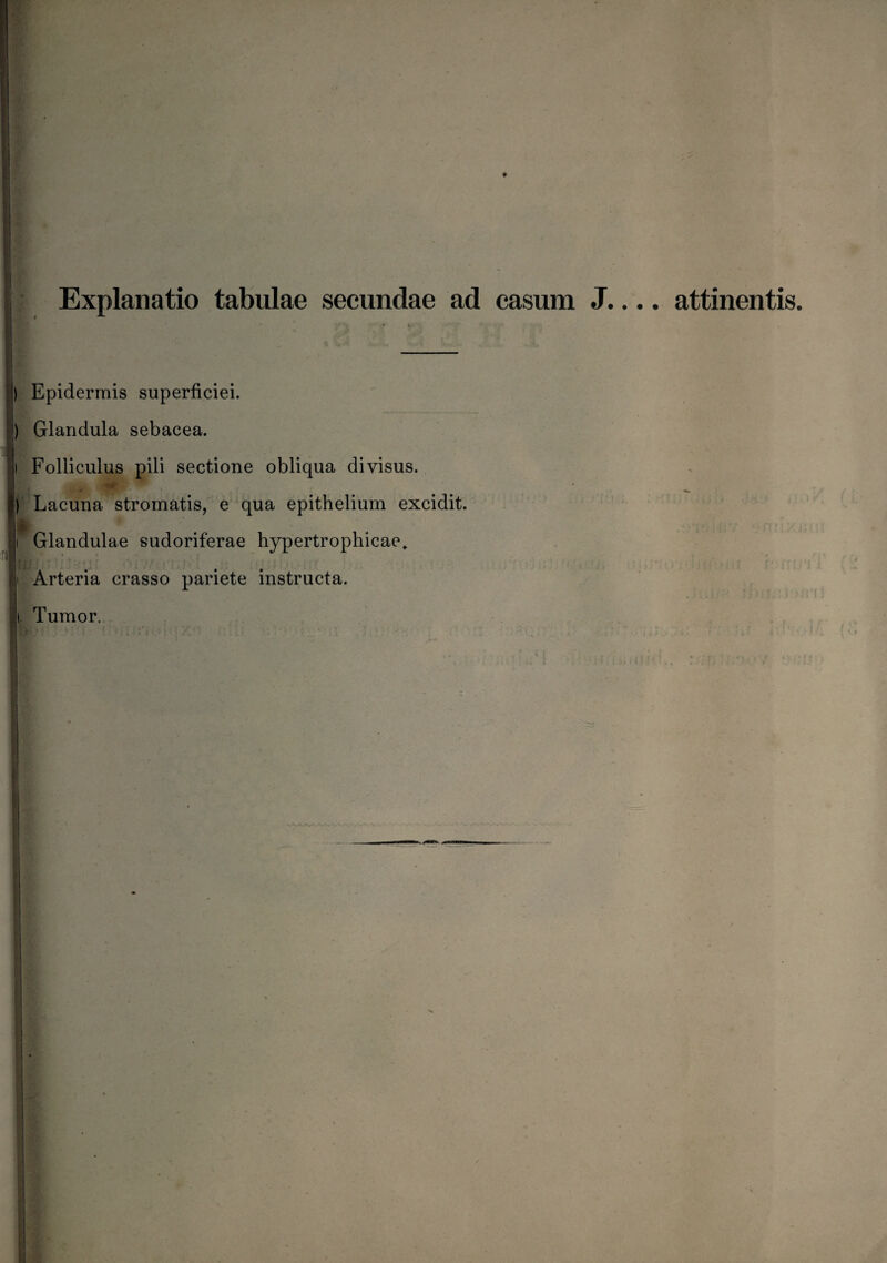 Explanatio tabulae secundae ad casum J. ) Epidermis superficiei. ) Glandula sebacea. |i Folliculus pili sectione obliqua divisus. i m ™ ) Lacuna stromatis, e qua epithelium excidit, i Glandulae sudoriferae hypertrophicae. ■ i Arteria crasso pariete instructa, t Tumor. .. attinentis.