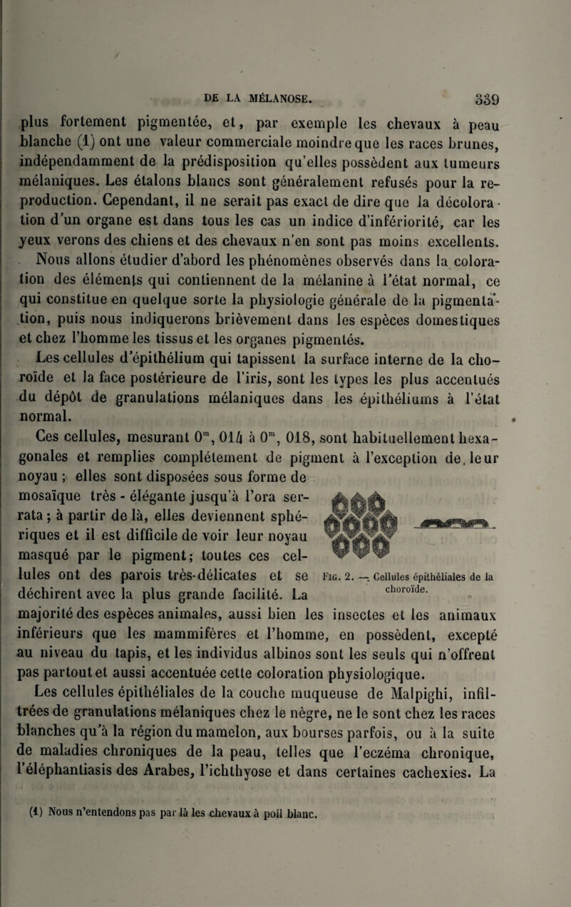 plus fortement pigmentee, et, par exemple les chevaux a peau blanche (1) ont une valeur commerciale moindreque les races brunes, independamment de la predisposition qu’elles possedent aux tumeurs melaniques. Les etalons blancs sent generalement refuses pour la re¬ production. Cependant, il ne serait pas exact de dire que la decolora¬ tion d'un organe est dans tous les cas un indice d’inferiorite, car les yeux verons des chiens et des chevaux n’en sont pas moins excellents. Nous allons etudier d’abord les phenomenes observes dans la colora¬ tion des elements qui contiennent de la melanine a Tetat normal, ce qui constitue en quelque sorte la physiologie generate de la pigmenta¬ tion, puis nous indiquerons brievement dans les especes domestiques et chez l’homme les tissus et les organes pigmentes. Les cellules d’epithelium qui tapissent la surface interne de la cho- roide et la face posterieure de firis, sont les types les plus accentues du depot de granulations melaniques dans les epitheliums a l’etat normal. Ces cellules, mesurant 0m, 016 a 0m, 018, sont habituellement liexa- gonales et remplies completement de pigment a l’exception de.leur noyau ; elles sont disposees sous forme de mosaique tres - elegante jusqu’a l’ora ser- rata; a partir de la, elles deviennent sphe- riques et il est difficile de voir leur noyau masque par le pigment; toutes ces cel¬ lules ont des parois trbs-delicates et se dechirent avec la plus grande facilile. La majorite des especes animales, aussi bien les insectes et les animaux inferieurs que les mammiferes et Thomme, en possedent, excepte au niveau du tapis, et les individus albinos sont les seuls qui n’offrent pas partoutet aussi accentuee cette coloration physiologique. Les cellules epitheliales de la couche muqueuse de Malpighi, infil¬ trees de granulations melaniques chez le negre, ne le sont chez les races blanches qu'a la region du mamelon, aux bourses parfois, ou a la suite de maladies chroniques de la peau, tel les que l’eczema chronique, Felephantiasis des Arabes, l’ichthyose et dans certaines cachexies. La Fig. 2. —. Cellules epitheliales de la choroide. (1) Nous n’entendons pas par les chevaux a poil blanc.