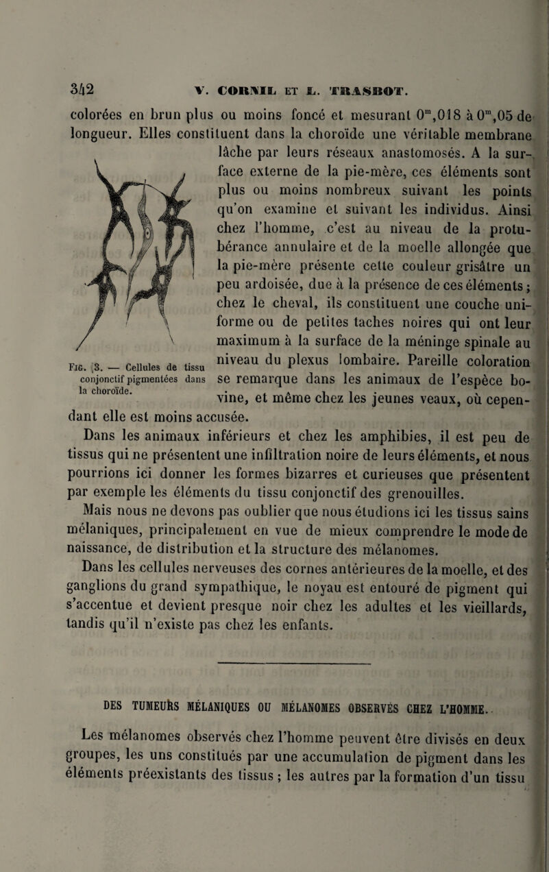 colorees en brun plus ou moins fonce et mesurant 0m,038 a0m,05de longueur. Elies constituent dans la choroide une veritable membrane lache par leurs reseaux anastomoses. A la sur¬ face externe de la pie-mere, ces elements sont plus ou moins nombreux suivant les points qu’on examine et suivant les individus. Ainsi chez l’liomme, c’est au niveau de la protu¬ berance annulaire et de la moclle allongee que la pie-mere presente cette couleur grisatre un peu ardoisee, due a la presence de ces elements; chez le cheval, ils constituent une couche uni¬ forme ou de petites taches noires qui ont leur maximum a la surface de la meninge spinale au niveau du plexus lombaire. Pareille coloration se remarque dans les animaux de Tespece bo¬ vine, et m£me chez les jeunes veaux, ou eepen- dant elle est moins accusee. Dans les animaux inferieurs et chez les amphibies, il est peu de tissus qui ne presentent une infiltration noire de leurs elements, et nous pourrions ici donner les formes bizarres et curieuses que presentent par exemple les elements du tissu conjonctif des grenouilles. Mais nous ne devons pas oublier que nous etudions ici les tissus sains melaniques, principalement en vue de mieux comprendre le mode de naissance, de distribution et la structure des melanomes. Fig. ,3. — Cellules de tissu conjonctif pigmentees dans la choroide. Dans les cellules nerveuses des cornes anterieures de la moelle, et des ganglions du grand sympathique, le noyau est entoure de pigment qui s’accentue et devient presque noir chez les adultes et les vieillards, tandis qu’il n’existe pas chez les enfants. DES TUMEUltS MELANIQUES OU MELANOMES OBSERVES CHEZ L’HOMME. Les melanomes observes chez l’homme peuvent £tre divises en deux groupes, les uns constilues par une accumulation de pigment dans les elements preexislants des tissus; les autres par la formation d’un tissu