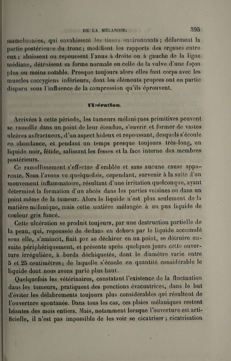 mamelonnees, qui envahissent Ies lissus environnants ; deforment la partie posterieure da tronc; modifient les rapports des organes entre eux ; abaissent oa repoussenl l’anus a droite ou a gauche de la ligae mediane, detruisent sa forme normale ou celle de la vulve d’une fa$on plus ou moins notable. Presque toujours alors elles font corps avec les muscles coccygiens inferieurs, dont les elements propres ont en partie disparu sous l’influence de la compression qu’ils eprouvent. FI e6rafi©M. Arrivees h cette periode, les tumeurs melaniques primitives peuvent se ramollir dans un point de leur etendue, s’ouvrir et former de vastes ulceres anfractueux, d’un aspect hideux et repoussant, desquels s’ecoule en abondance, et pendant un temps presque toujours tres-long, un liquide noir, fetide, salissant les fesses et la face interne des membres posterieurs. Ce ramollissement s’effectue d’emblee et sans aucune cause appa- rente. Nous l’avons vu quelquefois, cependant, survenir a la suite d’un mouvement infiammatoire, resultant d’une irritation quelconque, ayant determine la formation d’un abces dans les parties voisines ou dans un point me me de la tumeur. Alors le liquide n’est plus seulement de la matiere melanique, mais cette inatiere melangee a un pus liquide de couleur gris fonce. Cette ulceration se produit toujours, par une destruction partielie de la peau, qui, repoussee de dedans en dehors par le liquide accumule sous elle, s’amincit, finit par se dechirer en un point, se datruire en- suite peripheriquement, et presente apres quelques jours cette ouver- ture irreguliere, a -bords dechiquetes, dont le diametre varie entre 5 et 25 centimetres; de laquelle s’ecoule en quantite considerable le liquide dont nous avons parle plus haul. Quelquefois les veterinaires, constatant 1’existence de la fluctuation dans les tumeurs, pratiquent des ponctions evacuatrices, dans le but d’eviter les delabrements toujours plus considerables qui resultent de l’ouverture spontanee. Dans tous les cas, ces plains melaniques restent beantes des mois entiers. Mais, notamment lorsque Touverture est arti- ficielle, il n’est pas impossible de les voir se cicatriser ; cicatrisation
