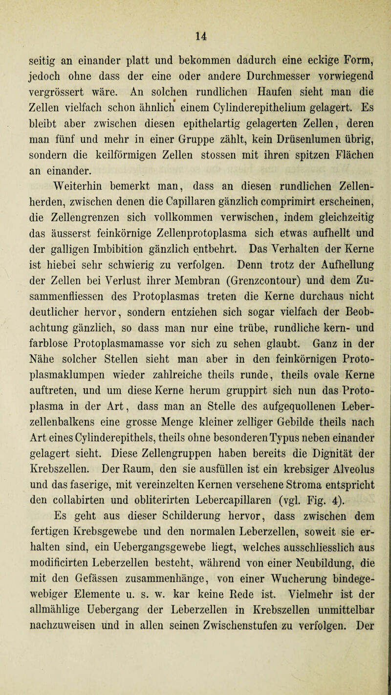 seitig an einander platt und bekommen dadurch eine eckige Form, jedoch ohne dass der eine oder andere Durchmesser vorwiegend vergrössert wäre. An solchen rundlichen Haufen sieht man die Zellen vielfach schon ähnlich einem Cylinderepithelium gelagert. Es bleibt aber zwischen diesen epithelartig gelagerten Zellen, deren man fünf und mehr in einer Gruppe zählt, kein Drüsenlumen übrig, sondern die keilförmigen Zellen stossen mit ihren spitzen Flächen an einander. Weiterhin bemerkt man, dass an diesen rundlichen Zellen¬ herden, zwischen denen die Capillaren gänzlich comprimirt erscheinen, die Zellengrenzen sich vollkommen verwischen, indem gleichzeitig das äusserst feinkörnige Zellenprotoplasma sich etwas aufhellt und der galligen Imbibition gänzlich entbehrt. Das Verhalten der Kerne ist hiebei sehr schwierig zu verfolgen. Denn trotz der Aufhellung der Zellen bei Verlust ihrer Membran (Grenzcontour) und dem Zu¬ sammenflüssen des Protoplasmas treten die Kerne durchaus nicht deutlicher hervor, sondern entziehen sich sogar vielfach der Beob¬ achtung gänzlich, so dass man nur eine trübe, rundliche kern- und farblose Protoplasmamasse vor sich zu sehen glaubt. Ganz in der Nähe solcher Stellen sieht man aber in den feinkörnigen Proto¬ plasmaklumpen wieder zahlreiche theils runde, theils ovale Kerne auftreten, und um diese Kerne herum gruppirt sich nun das Proto¬ plasma in der Art, dass man an Stelle des aufgequollenen Leber¬ zellenbalkens eine grosse Menge kleiner zelliger Gebilde theils nach Art eines Cylinderepithels, theils ohne besonderen Typus neben einander gelagert sieht. Diese Zellengruppen haben bereits die Dignität der Krebszellen. Der Baum, den sie ausfüllen ist ein krebsiger Alveolus und das faserige, mit vereinzelten Kernen versehene Stroma entspricht den collabirten und obliterirten Lebercapillaren (vgl. Fig. 4). Es geht aus dieser Schilderung hervor, dass zwischen dem fertigen Krebsgewebe und den normalen Leberzellen, soweit sie er¬ halten sind, ein Uebergangsgewebe liegt, welches ausschliesslich aus modificirten Leberzellen besteht, während von einer Neubildung, die mit den Gefässen Zusammenhänge, von einer Wucherung bindege¬ webiger Elemente u. s. w. kar keine Rede ist. Vielmehr ist der allmählige Uebergang der Leberzellen in Krebszellen unmittelbar nachzuweisen und in allen seinen Zwischenstufen zu verfolgen. Der