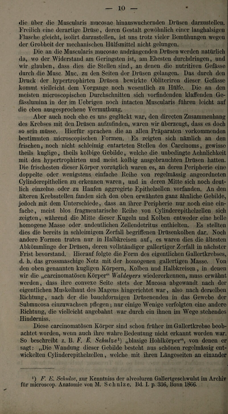 die über die Muscularis mucosae hinauswuchernden Drüsen darzustellen. Freilich eine derartige Drüse, deren Gestalt gewöhnlich einer langhalsigen Flasche gleicht, isolirt darzustellen, ist uns trotz vieler Bemühungen wegen der Grobheit der mechanischen Hülfsmittel nicht gelungen. Die an die Muscularis mucosae andrängenden Drüsen werden natürlich da, wo der Widerstand am Geringsten ist, am Ehesten durchdringen, und wir glauben, dass dies die Stellen sind, an denen die nutritiven Gefässe durch die Muse. Muc. zu den Seiten der Drüsen gelangen. Das durch den Druck der hypertrophirten Drüsen bewirkte Obliteriren dieser Gefässe kommt vielleicht dem Vorgänge noch wesentlich zu Hülfe. Die an den meisten microscopischen Durchschnitten sich vorfindenden klaffenden Ge- fässlumina in der im Uebrigen noch intacten Muscularis führen leicht auf die eben ausgesprochene Vermuthung. Aber auch noch ehe es uns geglückt war, den directen Zusammenhang des Krebses mit den Drüsen aufzufinden, waren wir überzeugt, dass es doch so sein müsse. Hierfür sprachen die an allen Präparaten vorkommenden bestimmten microscopischen Formen. Es zeigten sich nämlich an den frischen, noch nicht schleimig entarteten Stellen des Carcinoms, gewisse theils kuglige, theils kolbige Gebilde, welche die unbedingte Aehnlichkeit mit den hypertrophirten und meist kolbig ausgebrauchten Drüsen hatten. Die frischesten dieser Körper vorzüglich waren es, an deren Peripherie eine doppelte oder wenigstens einfache Reihe von regelmässig angeordneten Cylinderepithelien zu erkennen waren, und in deren Mitte sich noch deut¬ lich einzelne oder zu Haufen aggregirte Epithelzellen vorfanden. An den älteren Krebsstellen fanden sich den oben erwähnten ganz ähnliche Gebilde, jedoch mit dem Unterschiede, dass an ihrer Peripherie nur noch eine ein¬ fache, meist blos fragmentarische Reihe von Cylinderepithelzellen sich zeigten, während die Mitte dieser Kugeln und Kolben entweder eine helle homogene Masse oder undeutlichen Zellendetritus enthielten. Es stellten dies die bereits in schleimigem Zerfall begriffenen Drüsenkolben dar. Noch andere Formen traten nur in Halbkreisen auf, es waren dies die ältesten Abkömmlinge der Drüsen, deren vollständiger gallertiger Zerfall in nächster Frist bevorstand. Hierauf folgte die Form des eigentlichen Gallertkrebses, d. h. das grossmaschige Netz mit der homogenen gallertigen Masse. Von' den oben genannten kugligen Körpern, Kolben und Halbkreisen, in denen wir die „carcinomatösen Körper“ Waldeyers wiedererkennen, muss erwähnt werden, dass ihre convexe Seite stets der Mucosa abgew’andt nach der eigentlichen Muskelhaut des Magens hingerichtet war, also nach derselben Richtung, nach der die bauchförmigen Drüsenenden in das Gewebe der Submucosa einzuwachsen pflegen; nur einige Wenige verfolgten eine andere Richtung, die vielleicht angebahnt war durch ein ihnen im Wege stehendes Hinderniss. Diese carcinomatösen Körper sind schon früher im Gallertkrebse beob¬ achtet worden, wenn auch ihre wahre Bedeutung nicht erkannt worden war. So beschreibt z. B. F. E. Schulze1) „blasige Hohlkörper“, von denen er sagt: „Die Wandung dieser Gebilde besteht aus schönen regelmässig ent¬ wickelten Cylinderepithelzellen, welche mit ihren Längeseiten an einander U F. E. Schulze, zur Kenntnis s der alveoluren Gallertgeschwulst im Archiv