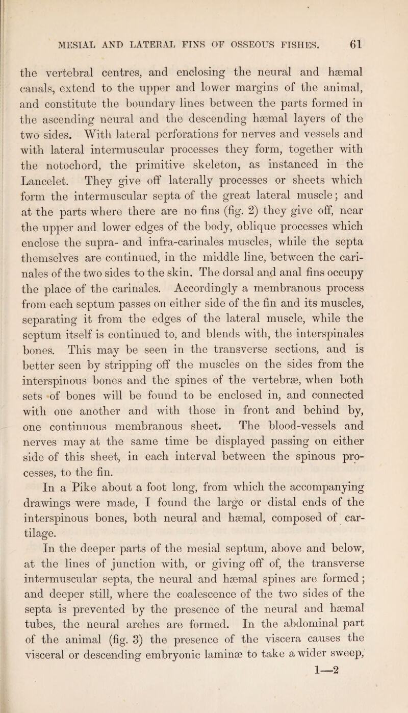 the vertebral centres, and enclosing the neural and haemal canals, extend to the upper and lower margins of the animal, and constitute the boundary lines between the parts formed in the ascending neural and the descending haemal layers of the two sides. With lateral perforations for nerves and vessels and with lateral intermuscular processes they form, together with the notochord, the primitive skeleton, as instanced in the Lancelet. They give off laterally processes or sheets which form the intermuscular septa of the great lateral muscle; and at the parts where there are no hns (fig. 2) they give off, near the upper and lower edges of the body, oblique processes which enclose the supra- and infra-carinales muscles, while the septa themselves are continued, in the middle line, between the cari- nales of the two sides to the skin. The dorsal and anal fins occupy the place of the carinales. Accordingly a membranous process from each septum passes on either side of the fin and its muscles, separating it from the edges of the lateral muscle, while the septum itself is continued to, and blends with, the interspinales bones. This may be seen in the transverse sections, and is better seen by stripping off the muscles on the sides from the interspinous bones and the spines of the vertebrae, when both sets of bones will be found to be enclosed in, and connected with one another and with those in front and behind by, one continuous membranous sheet. The blood-vessels and nerves may at the same time be displayed passing on either side of this sheet, in each interv^al between the spinous pro¬ cesses, to the fin. In a Pike about a foot long, from which the accompanying drawings were made, I found the large or distal ends of the interspinous bones, both neural and haemal, composed of car¬ tilage. In the deeper parts of the mesial septum, above and below, at the lines of junction with, or giving off of, the transverse intermuscular septa, the neural and haemal spines are formed; and deeper still, where the coalescence of the two sides of the septa is prevented by the presence of the neural and haemal tubes, the neural arches are formed. In the abdominal part of the animal (fig. 3) the presence of the viscera causes the visceral or descending embryonic laminae to take a wider sweep, 1—2