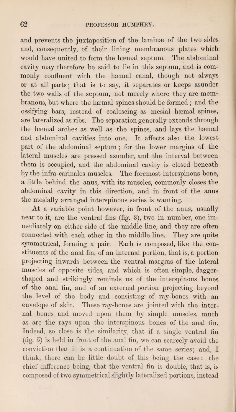 and prevents the juxtaposition of the laminae of the two sides and, consequently, of their lining membranous plates which would have united to form the haemal septum. The abdominal cavity may therefore be said to lie in this septum, and is com¬ monly confluent with the haemal canal, though not always or at all parts; that is to say, it separates or keeps asunder the two walls of the septum, not merely where they are mem¬ branous, but where the haemal spines should be formed ; and the ossifying bars, instead of coalescing as mesial haemal spines, are lateralized as ribs. The separation generally extends through the haemal arches as well as the spines, and lays the haemal and abdominal cavities into one. It affects also the lowest part of the abdominal septum; for the lower margins of the lateral muscles are pressed asunder, and the interval between them is occupied, and the abdominal cavity is closed beneath by the infra-carinales muscles. The foremost interspinous bone, a little behind the anus, with its muscles, commonly closes the abdominal cavity in this direction, and in front of the anus the mesially arranged interspinous series is wanting. At a variable point however, in front of the anus, usually near to it, are the ventral fins (fig. 3), two in number, one im¬ mediately on either side of the middle line, and they are often connected with each other in the middle line. They are quite symmetrical, forming a pair. Each is composed, like the con¬ stituents of the anal fin, of an internal portion, that is, a portion projecting inwards between the ventral margins of the lateral muscles of opposite sides, and which is often simple, dagger¬ shaped and strikingly reminds us of the interspinous bones of the anal fin, and of an external portion projecting beyond the level of the body and consisting of ray-bones with an envelope of skin. These ray-bones are jointed with the inter¬ nal bones and moved upon them by simple muscles, much as are the rays upon the interspinous bones of the anal fin. Indeed, so close is the similarity, that if a siugle ventral fin (fig. 5) is held in front of the anal fin, we can scarcely avoid the conviction that it is a continuation of the same series; and, I think, there can be little doubt of this being the case: the chief difference being, that the ventral fin is double, that is, is composed of two symmetrical slightly lateralized portions, instead