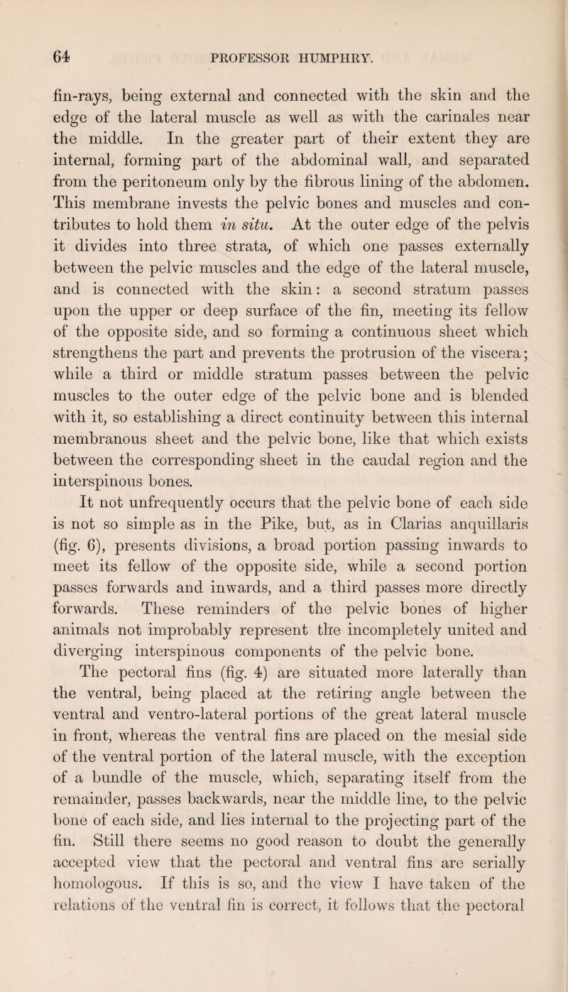 fin-rayS; being external and connected with the skin and the edge of the lateral muscle as well as with the carinales near the middle. In the greater part of their extent they are internal, forming part of the abdominal wall, and separated from the peritoneum only by the fibrous lining of the abdomen. This membrane invests the pelvic bones and muscles and con¬ tributes to hold them in situ. At the outer edge of the pelvis it divides into three strata, of which one passes externally between the pelvic muscles and the edge of the lateral muscle, and is connected with the skin: a second stratum passes upon the upper or deep surface of the fin, meeting its fellow of the opposite side, and so forming a continuous sheet which strengthens the part and prevents the protrusion of the viscera; while a third or middle stratum passes between the pelvic muscles to the outer edge of the pelvic bone and is blended with it, so establishing a direct continuity between this internal membranous sheet and the pelvic hone, like that which exists between the corresponding sheet in the caudal region and the interspinous bones. It not unfrequently occurs that the pelvic bone of each side is not so simple as in the Pike, but, as in Clarias anquillaris (fig. 6), presents divisions, a broad portion passing inwards to meet its fellow of the opposite side, while a second portion passes forwards and inwards, and a third passes more directly forwards. These reminders of the pelvic bones of higher animals not improbably represent the incompletely united and diverging interspinous components of the pelvic bone. The pectoral fins (fig. 4) are situated more laterally than the ventral, being placed at the retiring angle between the ventral and ventro-lateral portions of the great lateral muscle in front, whereas the ventral fins are placed on the mesial side of the ventral portion of the lateral muscle, with the exception of a bundle of the muscle, which, separating itself from the remainder, passes backwards, near the middle line, to the pelvic bone of each side, and lies internal to the projecting part of the fin. Still there seems no good reason to doubt the generally accepted view that the pectoral and ventral fins are serially homologous. If this is so, and the view I have taken of the relations of the ventral fin is correct, it follows that the pectoral
