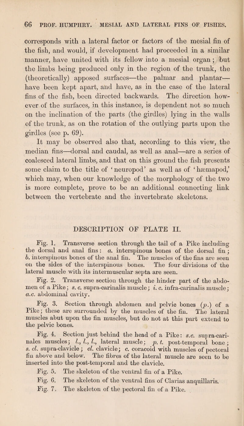 corresponds with a lateral factor or factors of the mesial fin of the fish, and would, if development had proceeded in a similar manner, have united with its fellow into a mesial organ ; hut the limbs being produced only in the region of the trunk, the (theoretically) apposed surfaces—the palmar and plantar— have been kept apart, and have, as in the case of the lateral fins of the fish, been directed backwards. The direction how¬ ever of the surfaces, in this instance, is dependent not so much on the inclination of the parts (the girdles) lying in the walls of the trunk, as on the rotation of the outlying parts upon the girdles (see p. 69). It may be observed also that, according to this view, the median fins—dorsal and caudal, as well as anal—are a series of coalesced lateral limbs, and that on this ground the fish presents some claim to the title of ‘neuropod’ as well as of ‘hsemapod,’ which may, when our knowledge of the morphology of the two is more complete, prove to be an additional connecting link between the vertebrate and the invertebrate skeletons. DESCRIPTION OF PLATE II. Fig. 1. Transverse section through the tail of a Pike including the dorsal and anal fins : a. interspinous bones of the dorsal fin; h. interspinous bones of the anal fin. The muscles of the fins are seen on the sides of the interspinous bones. The four divisions of the lateral muscle with its intermuscular septa are seen. Fig. 2. Transverse section through the hinder part of the abdo¬ men of a Pike; s. c. supra-carinalis muscle; ^. c. infra-carinalis muscle; a.c. abdominal cavity. Fig. 3. Section through abdomen and pelvic bones (^9.) of a Pike; these are surrounded by the muscles of the fin. The lateral muscles abut upon the fin muscles, but do not at this part extend to the pelvic bones. Fig. 4. Section just behind the head of a Pike: s.c. supra-cari- nales muscles; lateral muscle; p.t. post-temporal bone; s. cl. supra-clavicle; cl. clavicle; c. coracoid with muscles of pectoral fin above and below. The fibres of the lateral muscle are seen to be inserted into the post-temporal and the clavicle. Fig. 5. The skeleton of the ventral fin of a Pike. Fig. 6. The skeleton of the ventral fins of Clarias anquillaris. Fig. 7. The skeleton of the pectoral fin of a Pike.