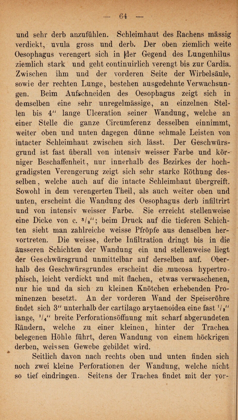 und sehr derb anzufühlen. Schleimhaut des Rachens massig verdickt, uvula gross und derb. Der oben ziemlich weite Oesophagus verengert sich in |der Gegend des Lungenhilus ziemlich stark und geht continuirlich verengt bis zur Cardia. Zwischen ihm und der vorderen Seite der Wirbelsäule, sowie der rechten Lunge, bestehen ausgedehnte Verwachsun¬ gen. Beim Aufschneiden des Oesophagus zeigt sich in demselben eine sehr unregelmässige, an einzelnen Stel¬ len bis 4 lange Ulceration seiner Wandung, welche an einer Stelle die ganze Circumferenz desselben einnimmt, weiter oben und unten dagegen dünne schmale Leisten von intacter Schleimhaut zwischen sich lässt. Der Geschwürs¬ grund ist fast überall von intensiv weisser Farbe und kör¬ niger Beschaffenheit, nur innerhalb des Bezirkes der hoch¬ gradigsten Verengerung zeigt sich sehr starke Röthung des¬ selben, welche auch auf die intacte Schleimhaut übergreift. Sowohl in dem verengerten Theil, als auch weiter oben und unten, erscheint die Wandung des Oesophagus derb infiltrirt und von intensiv weisser Farbe. Sie erreicht stellenweise eine Dicke von c. 3/s; beim Druck auf die tieferen Schich¬ ten sieht man zahlreiche weisse Pfropfe aus denselben her¬ vortreten. Die weisse, derbe Infiltration dringt bis in die äusseren Schichten der Wandung ein und stellenweise liegt der Geschwürsgrund unmittelbar auf derselben auf. Ober¬ halb des Geschwürsgrundes erscheint die mucosa hypertro¬ phisch, leicht verdickt und mit flachen, etwas verwaschenen, nur hie und da sich zu kleinen Knötchen erhebenden Pro¬ minenzen besetzt. An der vorderen Wand der Speiseröhre findet sich 3 unterhalb der cartilago arytaenoidea eine fast 7* lange, 74 breite PerforationsÖffnung mit scharf abgerundeten Rändern, welche zu einer kleinen, hinter der Trachea belegenen Höhle führt, deren Wandung von einem höckrigen derben, weissen Gewebe gebildet wird. Seitlich davon nach rechts oben und unten finden sich noch zwei kleine Perforationen der Wandung, welche nicht so tief eindringen. Seitens der Trachea findet mit der yor-