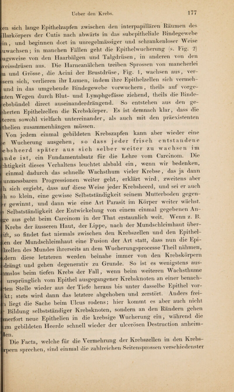 en sich lange Epithelzapfen zwischen den interpapillären Räumen des llarkörpers der Cutis nach abwärts in das subepitheliale Bindegewebe in, und beginnen dort in unregelmässiger und schrankenloser Weise uwachsen; in manchen Fällen geht die Epithelwucherung (s. l'ig. -) ugsweise von den Haarbälgen und Talgdrüsen, in anderen von den veissdrüsen aus. Hie Harneanälchen treiben Sprossen von mancherlei n und Grösse, die Acini der Brustdrüse, big. 1, wachsen aus, ver- sern sich, verlieren ihr Lumen, indem ihre Epithelzellen sich vermeh- und in das umgebende Bindegewebe vorwuchern, theils auf vorge¬ lten Wegen durch Blut- und Lymphgefässe ziehend, theils die Binde- ebsbündel direct auseinanderdrängend. So entstehen aus den ge¬ gierten Epithelzellen die Krebskörper. Es ist demnach klar, dass die rteren sowohl vielfach untereinander, als auch mit den piäexistenten [thelien Zusammenhängen müssen. ! Von jedem einmal gebildeten Krebszapfen kann aber wieder eine je Wucherung ausgehen, so dass jeder frisch entstandene «bsheerd später aus sich selber weiter zu wachsen im mde ist, ein Fundamentalsatz für die Lehre vom Careinom. Hie [htigkeit dieses Verhaltens leuchtet alsbald ein, wenn wir bedenken, einmal dadurch das schnelle Wachstlium vielei Kiebse, das ja dann unmessbaren Progressionen weiter geht, erklärt wird, zweitens aber L sich ergiebt, dass auf diese Weise jeder Krebslieerd, und sei er auch di so klein, eine gewisse Selbstständigkeit seinem Mutteiboden gegen L gewinnt, und dann wie eine Art Parasit im Körper weiter wächst, s Selbstständigkeit der Entwickelung von einem einmal gegebenen An- ge aus geht beim Carcinom in der That erstaunlich weit. Wenn z. B. *Krebs der äusseren Haut, der Lippe, nach der Mundschleimhaut über- ift, so findet fast niemals zwischen den Krebszellen und den Epithel- Len der Mundschleimhaut eine Fusion der Art statt, dass nun die Epi- Izellen des Mundes ihrerseits an dem Wucherungsprocesse Theil nähmen, idern diese letzteren werden beinahe immer von den Krebskörpern idrängt und gehen degenerativ zu Grunde. So ist es wenigstens aus- nmslo&s beim tiefen Krebs der Fall, wenn beim weiteren Wachsthume ursprünglich vom Epithel ausgegangener Krebsknoten an einer benach- rten Stelle wieder aus der Tiefe heraus bis unter dasselbe Epithel vor- *kt; stets wird dann das letztere abgehoben und zerstört. Anders frei- |i Hegt die Sache beim Ulcus rodens; hier kommt es aber auch nicht  Bildung selbstständiger Krebsknoten, sondern an den Rändern gehen Eierfort neue Epithelien in die krebsige Wucherung ein, während die m gebildeten Heerde schnell wieder der ulcerösen Hestruction anheim- 3n. La • Die Facta, welche für die Vermehrung der Krebszellen in den Krebs- pern sprechen, sind einmal die zahlreichen Seitensprossen verschiedenster