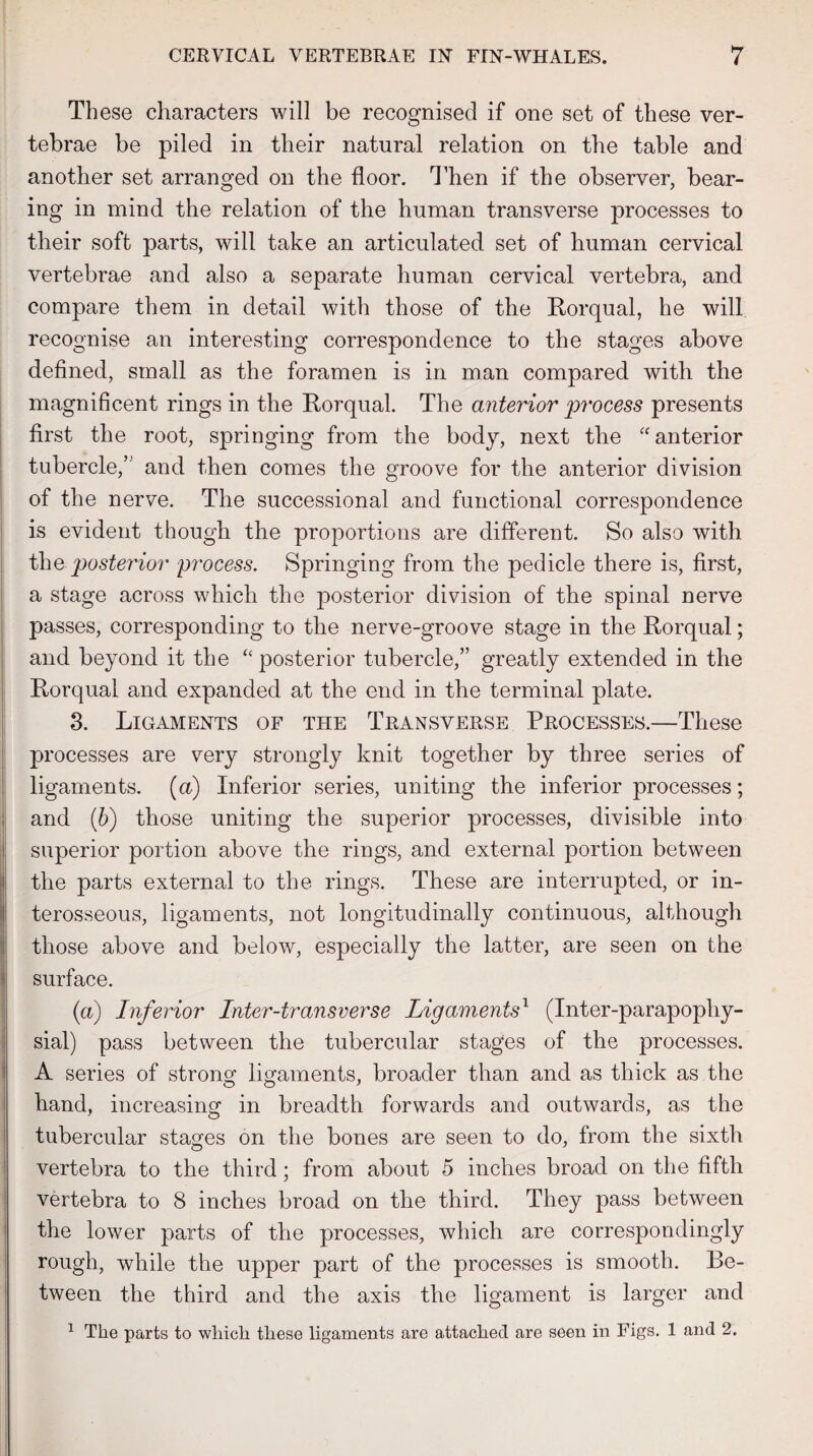 These characters will be recognised if one set of these ver¬ tebrae be piled in their natural relation on the table and another set arranged on the floor. Then if the observer, bear¬ ing in mind the relation of the human transverse processes to their soft parts, will take an articulated set of human cervical vertebrae and also a separate human cervical vertebra, and compare them in detail with those of the Rorqual, he will recognise an interesting correspondence to the stages above defined, small as the foramen is in man compared with the magnificent rings in the Rorqual. The anterior process presents first the root, springing from the body, next the “ anterior tubercle,’ and then comes the groove for the anterior division of the nerve. The successional and functional correspondence is evident though the proportions are different. So also with the posterior process. Springing from the pedicle there is, first, a stage across which the posterior division of the spinal nerve passes, corresponding to the nerve-groove stage in the Rorqual; and beyond it the “ posterior tubercle,” greatly extended in the Rorqual and expanded at the end in the terminal plate. 3. Ligaments of the Transverse Processes.—These processes are very strongly knit together by three series of ligaments, (a) Inferior series, uniting the inferior processes; and (b) those uniting the superior processes, divisible into superior portion above the rings, and external portion between the parts external to the rings. These are interrupted, or in¬ terosseous, ligaments, not longitudinally continuous, although those above and below, especially the latter, are seen on the surface. (a) Inferior Inter-transverse Ligaments1 (Inter-parapophy- sial) pass between the tubercular stages of the processes. A series of strong ligaments, broader than and as thick as the hand, increasing in breadth forwards and outwards, as the tubercular stages on the bones are seen to do, from the sixth vertebra to the third; from about 5 inches broad on the fifth vertebra to 8 inches broad on the third. They pass between the lower parts of the processes, which are correspondingly rough, while the upper part of the processes is smooth. Be¬ tween the third and the axis the ligament is larger and 1 The parts to which these ligaments are attached are seen in Figs. 1 and 2.