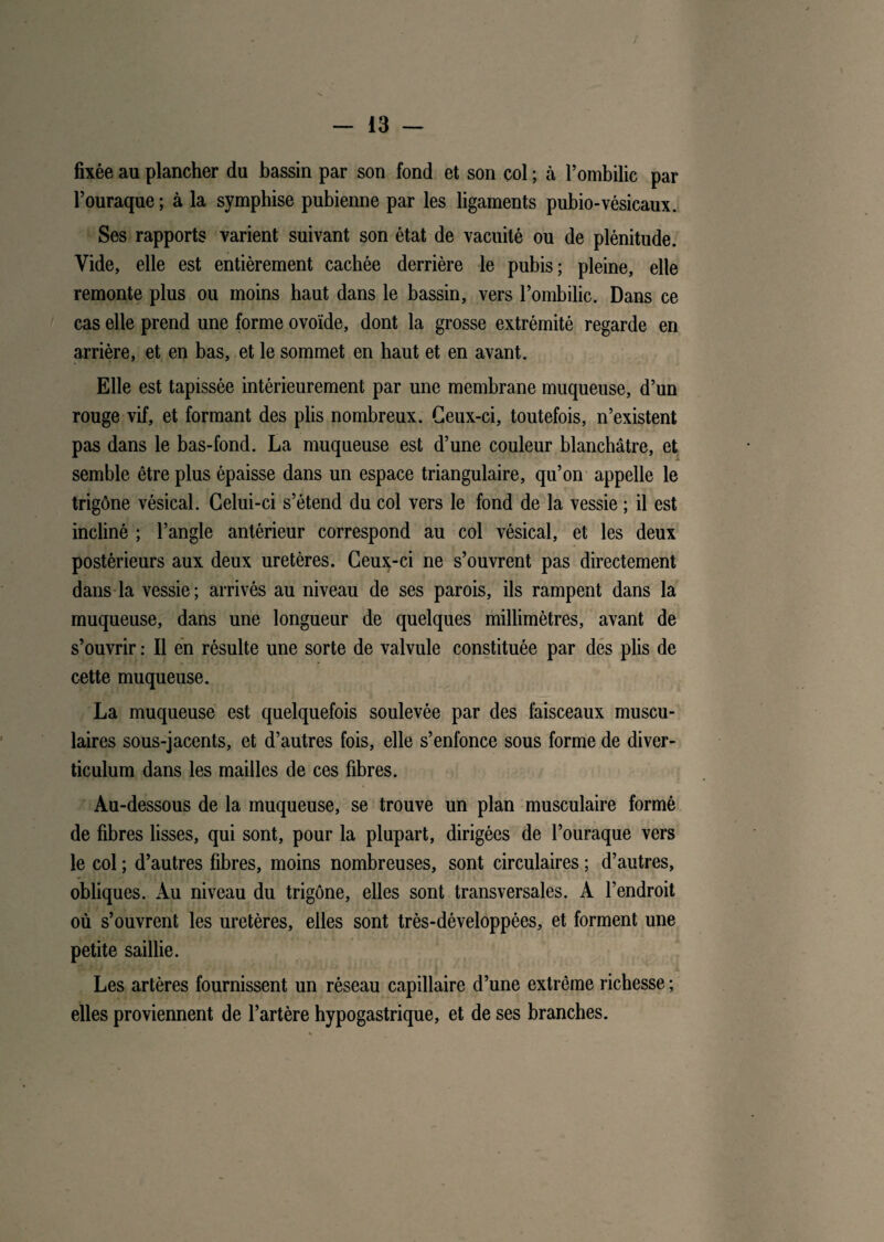 fixée au plancher du bassin par son fond et son col ; à l’ombilic par l’ouraque ; à la symphise pubienne par les ligaments pubio-vésicaux. Ses rapports varient suivant son état de vacuité ou de plénitude. Vide, elle est entièrement cachée derrière le pubis; pleine, elle remonte plus ou moins haut dans le bassin, vers l’ombilic. Dans ce cas elle prend une forme ovoïde, dont la grosse extrémité regarde en arrière, et en bas, et le sommet en haut et en avant. Elle est tapissée intérieurement par une membrane muqueuse, d’un rouge vif, et formant des plis nombreux. Ceux-ci, toutefois, n’existent pas dans le bas-fond. La muqueuse est d’une couleur blanchâtre, et semble être plus épaisse dans un espace triangulaire, qu’on appelle le trigône vésical. Celui-ci s’étend du col vers le fond de la vessie ; il est incliné ; l’angle antérieur correspond au col vésical, et les deux postérieurs aux deux uretères. Ceux-ci ne s’ouvrent pas directement dans la vessie; arrivés au niveau de ses parois, ils rampent dans la muqueuse, dans une longueur de quelques millimètres, avant de s’ouvrir : Il en résulte une sorte de valvule constituée par des plis de cette muqueuse. La muqueuse est quelquefois soulevée par des faisceaux muscu¬ laires sous-jacents, et d’autres fois, elle s’enfonce sous forme de diver- ticulum dans les mailles de ces fibres. Au-dessous de la muqueuse, se trouve un plan musculaire formé de fibres lisses, qui sont, pour la plupart, dirigées de l’ouraque vers le col ; d’autres fibres, moins nombreuses, sont circulaires ; d’autres, obliques. Au niveau du trigône, elles sont transversales. A l’endroit où s’ouvrent les uretères, elles sont très-développées, et forment une petite saillie. Les artères fournissent un réseau capillaire d’une extrême richesse ; elles proviennent de l’artère hypogastrique, et de ses branches.