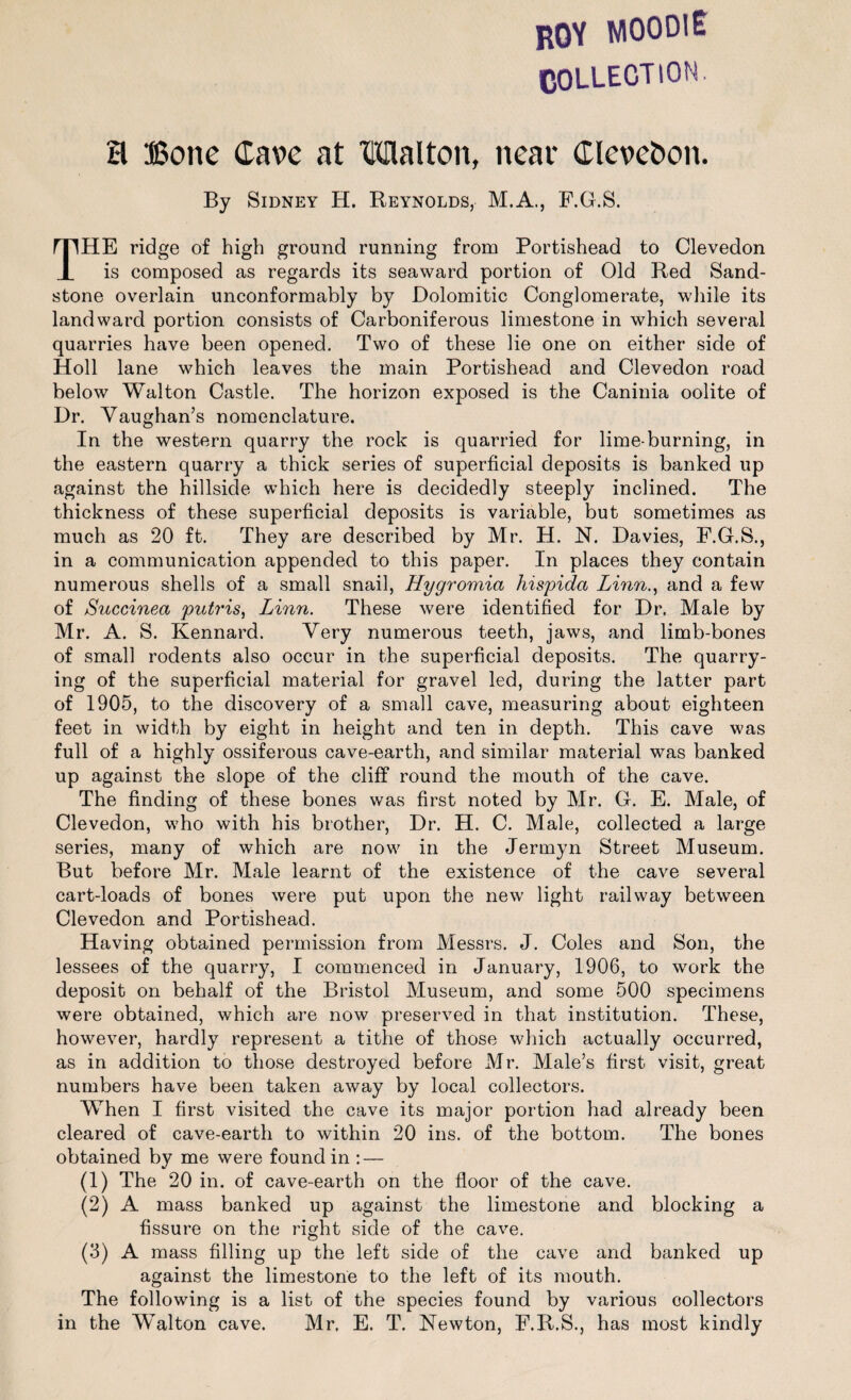 ROY MOODlE COLLECTION. H Bone Cave at Malton, iteai* Clevebon. By Sidney H. Reynolds, M.A., F.G.S. THE ridge of high ground running from Portishead to Clevedon is composed as regards its seaward portion of Old Red Sand- stone overlain unconformably by Dolomitic Conglomerate, while its landward portion consists of Carboniferous limestone in whieh several quarries hâve been opened. Two of these lie one on either side of Holl lane whieh leaves the main Portishead and Clevedon road below Walton Castle. The horizon exposed is the Caninia oolite of Dr. Vaughan’s nomenclature. In the western quarry the rock is quarried for lime-burning, in the eastern quarry a thick sériés of superficial deposits is banked up against the hillside whieh here is decidedly steeply inclined. The thickness of these superficial deposits is variable, but sometimes as much as 20 ft. They are described by Mr. H. N. Davies, F.G.S., in a communication appended to this paper. In places they contain numerous shells of a small snail, Hygromia hispidci Linn., and a few of Succinea putris, Linn. These were identified for Dr. Male by Mr. A. S. Kennard. Yery numerous teeth, jaws, and limb-bones of small rodents also occur in the superficial deposits. The quarry- ing of the superficial material for gravel led, du ring the latter part of 1905, to the discovery of a small cave, measuring about eighteen feet in width by eight in height and ten in depth. This cave was full of a highly ossiferous cave-earth, and similar material was banked up against the slope of the cliff round the mouth of the cave. The fincling of these bones was first noted by Mr. G. E. Male, of Clevedon, who with his brother, Dr. H. C. Male, collected a large sériés, many of whieh are now in the Jermyn Street Muséum. But before Mr. Male learnt of the existence of the cave several cart-loads of bones were put upon the new light railway between Clevedon and Portishead. Having obtained permission from Messrs. J. Coles and Son, the lessees of the quarry, I commenced in January, 1906, to work the deposit on behalf of the Bristol Muséum, and some 500 specimens were obtained, whieh are now preserved in that institution. These, however, hardly represent a tithe of those whieh actually occurred, as in addition to those destroyed before Mr. Male’s first visit, great numbers hâve been taken away by local collectors. When I first visited the cave its major portion had already been cleared of cave-earth to within 20 ins. of the bottom. The bones obtained by me were found in : — (1) The 20 in. of cave-earth on the floor of the cave. (2) A mass banked up against the limestone and blocking a fissure on the right side of the cave. (3) A mass filling up the left side of the cave and banked up against the limestone to the left of its mouth. The following is a list of the species found by various collectors in the Walton cave. Mr, E. T. Newton, F.R.S., has most kindly