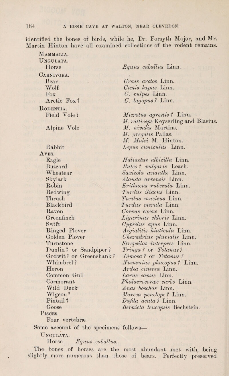 identified the bones of birds, while he, Dr. Forsyth Major, and Mr. Martin Hinton hâve ail examined collections of the rodent remains. Mammalia. Ungulata. Horse Carnivora. Bear Wolf Fox Arctic Fox ? Rodentia. Field Vole? Alpine Vole Rabbit Aves. Eagle Buzzard Wheatear Skylark Robin Redwing Th rush Blackbird Raven Greenfinch Swift Ringed Plover Golden Plover Turnstone Dunlin? or Sanclpiper ? Godwit? or Greenshank ? Whimbrel ? Héron Common Gull Cormorant Wild Duck Wigeon ? Pintail ? Goose Pisces. Four vertebræ Equus caballus Linn. Ursus arctos Linn. Ganis lupus Linn. C. vulpes Linn. C. lagopus ? Linn. Microtus agrestis ? Linn. M. ratticeps Keyserling and Blasius. M. nivalis Martins. M. gregalis Pallas. M. Malei M. Hinton. Lepus cuniculus Linn. Ilaliaetus albicilla Linn. Buteo ? vulgaris Leach. Saxicola œnanthc Linn. Alaucla arvensis Linn. Erithacus rubecula Linn. Turdus iliacus Linn. Turdus musicus Linn. Turdus merula Linn. Corvus corax Linn. Ligurinus chloris Linn. Gypselus apus Linn. Aegialitis hiaticula Linn. Gharadrius pluvialis Linn. Strepsilas inter près Linn. T ring a ? or Totanus ? Limosa ? or Totanus ? Numenius phaeopus ? Linn. Ardea cinerea Linn. Larus canus Linn. Phalacrocorax carbo Linn. Anas boschas Linn. Mareca penelope? Linn. Dafila acuta ? Linn. Bernicla leucopsis Bechstein. Some account of the specimens follows— Ungulata. H orse Equus caballus. The bones of horses are the most abundant ,met with, being slightly more numerous than those of bears. Perfectly preserved