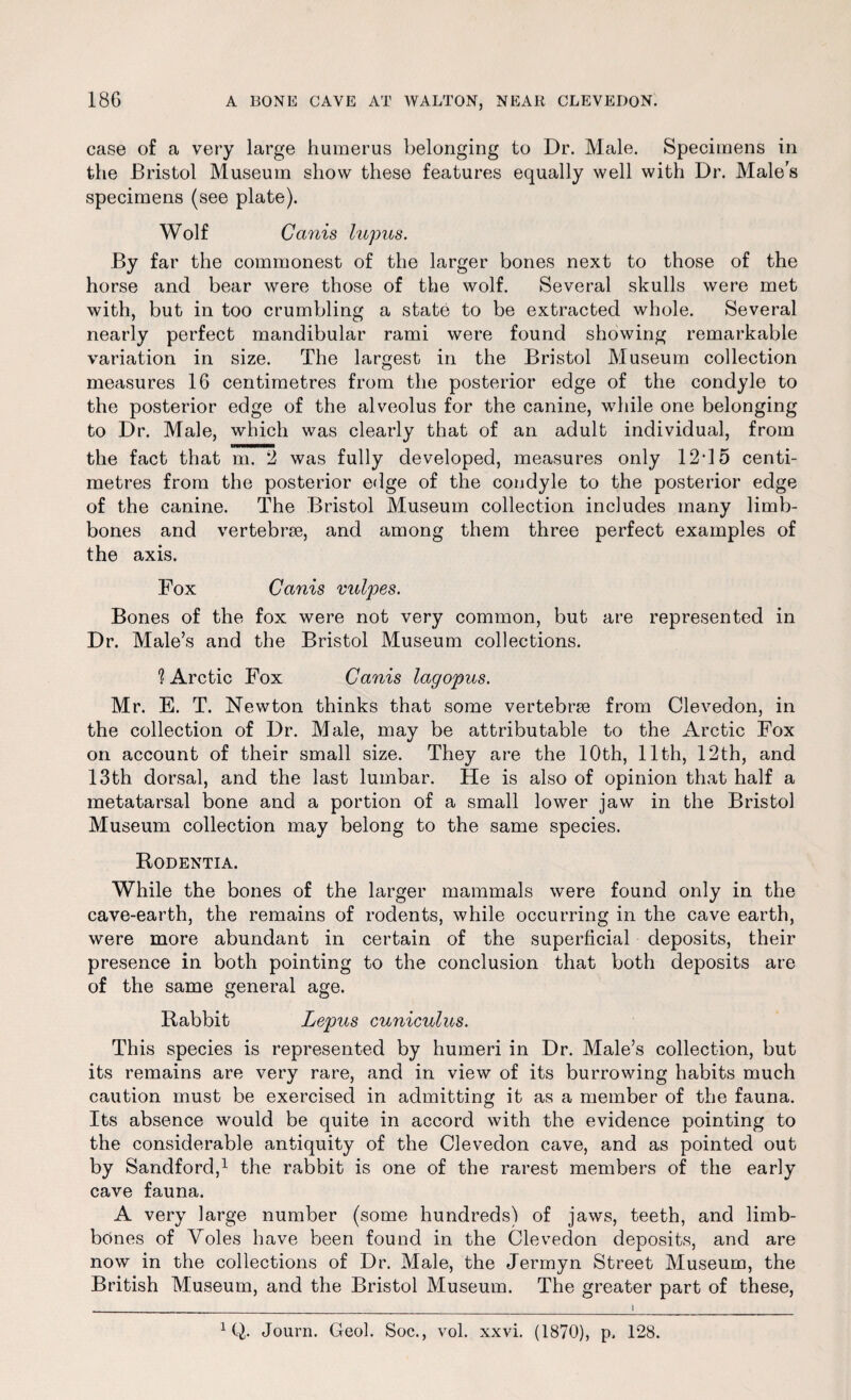 case of a very large humérus belonging to Dr. Male. Specimens in the Bristol Muséum show these features equally well with Dr. Males specimens (see plate). Wolf Canis lupus. By far the commonest of the larger boues next to those of the horse and bear were those of the wolf. Several skulls were met with, but in too crumbling a state to be extracted whole. Several nearly perfect mandibular rami were found showing remarkable variation in size. The largest in the Bristol Muséum collection measures 16 centimètres from the posterior edge of the condyle to the posterior edge of the alveolus for the canine, while one belonging to Dr. Male, whicli was clearly that of an adult individual, from the fact that m. 2 was fully developed, measures only 12*15 centi¬ mètres from the posterior edge of the condyle to the posterior edge of the canine. The Bristol Muséum collection includes rnany limb- bones and vertebræ, and among them three perfect examples of the axis. Fox Canis vulpes. Bones of the fox were not very common, but are represented in Dr. Male’s and the Bristol Muséum collections. 1 Arctic Fox Canis lagopus. Mr. E. T. Newton thinks that some vertebræ from Clevedon, in the collection of Dr. Male, may be attributable to the Arctic Fox on account of their small size. They are the lOth, llth, 12th, and 13th dorsal, and the last lumbar. He is also of opinion that half a metatarsal bone and a portion of a small lower jaw in the Bristol Muséum collection may belong to the same species. Rodentia. While the bones of the larger mammals were found only in the cave-earth, the remains of rodents, while occurring in the cave earth, were more abundant in certain of the superficial deposits, their presence in both pointing to the conclusion that both deposits are of the same general âge. Rabbit Lepus cuniculus. This species is represented by humeri in Dr. Male’s collection, but its remains are very rare, and in view of its burrowing habits much caution must be exercised in admit-ting it as a member of the fauna. Its absence would be quite in accord with the evidence pointing to the considérable antiquity of the Clevedon cave, and as pointed out by Sandford,1 the rabbit is one of the rarest members of the early cave fauna. A very large number (some hundreds) of jaws, teeth, and limb- bones of Yoles bave been found in the Clevedon deposits, and are now in the collections of Dr. Male, the Jermyn Street Muséum, the British Muséum, and the Bristol Muséum. The greater part of these, 1 Q. Journ. Geol. Soc., vol. xxvi. (1870), p. 128.