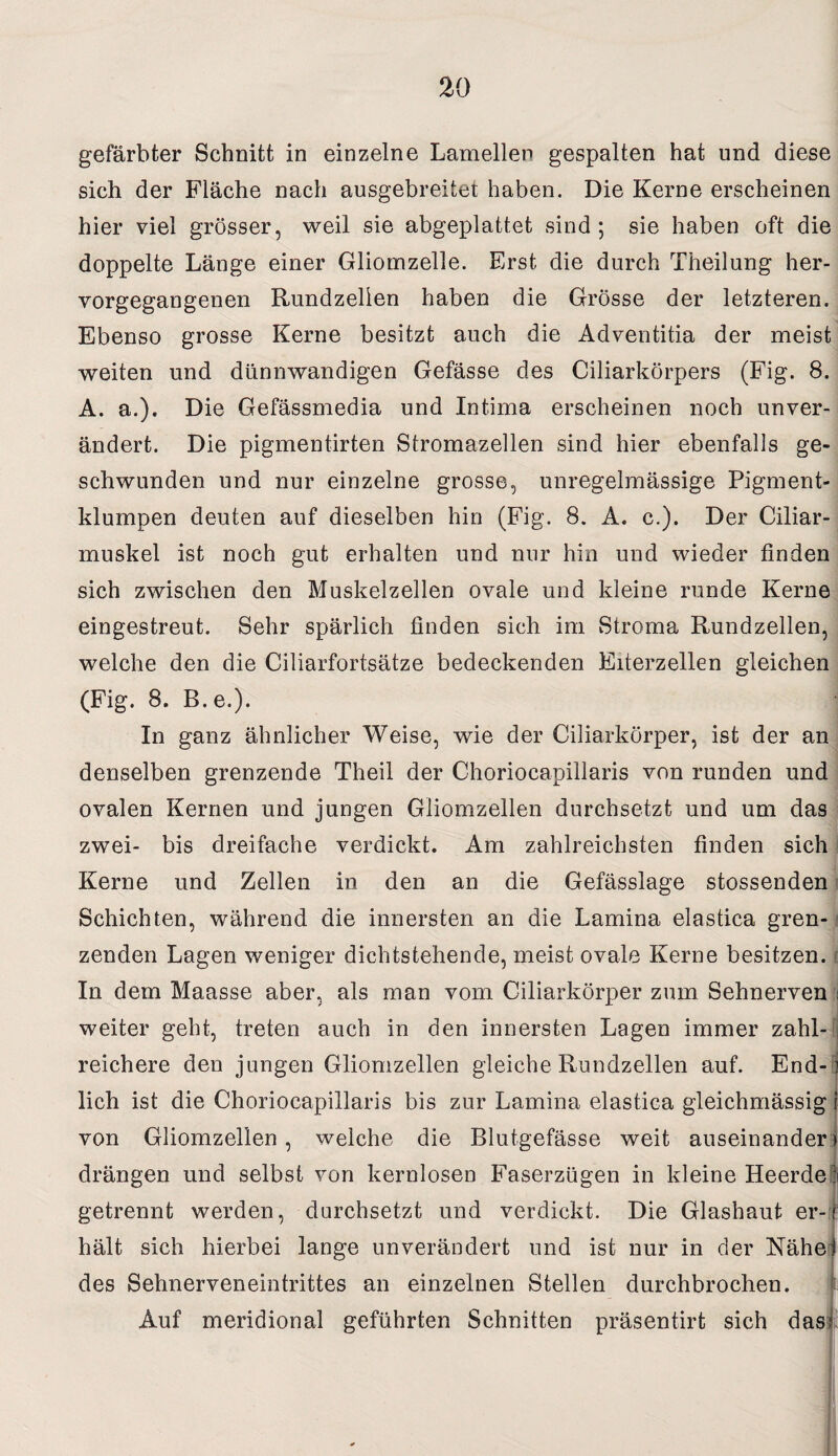 gefärbter Schnitt in einzelne Lamellen gespalten hat und diese sich der Fläche nach ausgebreitet haben. Die Kerne erscheinen hier viel grösser, weil sie abgeplattet sind ; sie haben oft die doppelte Länge einer Gliomzelle. Erst die durch Theilung her¬ vorgegangenen Rundzelien haben die Grösse der letzteren. Ebenso grosse Kerne besitzt auch die Adventitia der meist weiten und dünnwandigen Gefässe des Ciliarkörpers (Fig. 8. A. a.). Die Gefässmedia und Intima erscheinen noch unver¬ ändert. Die pigmentirten Stromazellen sind hier ebenfalls ge¬ schwunden und nur einzelne grosse, unregelmässige Pigment¬ klumpen deuten auf dieselben hin (Fig. 8. A. c.). Der Ciliar¬ muskel ist noch gut erhalten und nur hin und wieder finden sich zwischen den Muskelzellen ovale und kleine runde Kerne eingestreut. Sehr spärlich finden sich im Stroma Rundzellen, welche den die Ciliarfortsätze bedeckenden Eiterzellen gleichen (Fig. 8. B. e.). In ganz ähnlicher Weise, wie der Ciliarkörper, ist der an denselben grenzende Theil der Choriocapillaris von runden und ovalen Kernen und jungen Gliomzellen durchsetzt und um das zwei- bis dreifache verdickt. Am zahlreichsten finden sich Kerne und Zellen in den an die Gefässlage stossenden Schichten, während die innersten an die Lamina elastica gren¬ zenden Lagen weniger dichtstehende, meist ovale Kerne besitzen. In dem Maasse aber, als man vom Ciliarkörper zum Sehnerven i weiter geht, treten auch in den innersten Lagen immer zahl- reichere den jungen Gliomzellen gleiche Rundzellen auf. End-j lieh ist die Choriocapillaris bis zur Lamina elastica gleichmässig i von Gliomzellen, welche die Blutgefässe weit auseinander) drängen und selbst von kernlosen Faserzügen in kleine Heerde! getrennt werden, durchsetzt und verdickt. Die Glashaut er-i hält sich hierbei lange unverändert und ist nur in der Nähet des Sehnerveneintrittes an einzelnen Stellen durchbrochen. Auf meridional geführten Schnitten präsentirt sich das