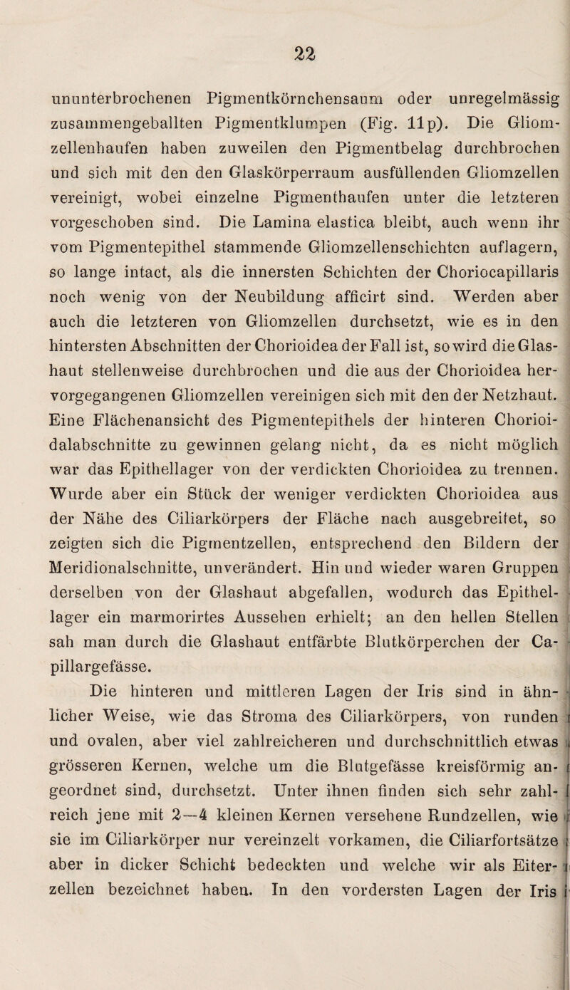 ununterbrochenen Piginentkörnehensaom oder unregelmässig zusammengeballten Pigmentklumpen (Fig. 11p). Die Gliom¬ zellenhaufen haben zuweilen den Pigmentbelag durchbrochen und sich mit den den Glaskörperraum ausfallenden Gliomzellen vereinigt, wobei einzelne Pigmenthaufen unter die letzteren vorgeschoben sind. Die Lamina elastica bleibt, auch wenn ihr vom Pigmentepithel stammende Gliomzellenschichtcn auflagern, so lange intact, als die innersten Schichten der Choriocapillaris noch wenig von der Neubildung afficirt sind. Werden aber auch die letzteren von Gliomzellen durchsetzt, wie es in den hintersten Abschnitten der Chorioidea der Fall ist, so wird die Glas¬ haut stellenweise durchbrochen und die aus der Chorioidea her¬ vorgegangenen Gliomzellen vereinigen sich mit den der Netzhaut. Eine Flächenansicht des Pigmentepithels der hinteren Chorioi- dalabschnitte zu gewinnen gelang nicht, da es nicht möglich war das Epithellager von der verdickten Chorioidea zu trennen. Wurde aber ein Stück der weniger verdickten Chorioidea aus der Nähe des Ciliarkörpers der Fläche nach ausgebreitet, so zeigten sich die Pigmentzellen, entsprechend den Bildern der Meridionalschnitte, unverändert. Hin und wieder waren Gruppen derselben von der Glashaut abgefallen, wodurch das Epithel¬ lager ein marmorirtes Aussehen erhielt; an den hellen Stellen sah man durch die Glashaut entfärbte Blutkörperchen der Ca- pillargefässe. ;| Die hinteren und mittleren Lagen der Iris sind in ähn¬ licher Weise, wie das Stroma des Ciliarkörpers, von runden und ovalen, aber viel zahlreicheren und durchschnittlich etwas grösseren Kernen, welche um die Blutgefässe kreisförmig an- geordnet sind, durchsetzt. Unter ihnen finden sich sehr zahl¬ reich jene mit 2—4 kleinen Kernen versehene Rundzellen, wie sie im Ciliarkörper nur vereinzelt vorkamen, die Ciliarfortsätze aber in dicker Schicht bedeckten und welche wir als Eiter¬ zellen bezeichnet haben. In den vordersten Lagen der Iris i