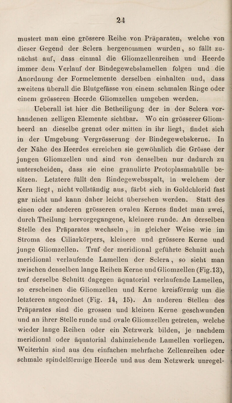 mustert man eine grössere Reihe von Präparaten, welche von dieser Gegend der Sclera hergenommen wurden, so fällt zu¬ nächst auf, dass einmal die Gliomzellenreihen und Heerde immer dem Verlauf der Bindegewebslamellen folgen und die Anordnung der Formelemente derselben einhalten und, dass zweitens überall die Blutgefässe von einem schmalen Ringe oder einem grösseren Heerde Gliomzellen umgeben werden. Ueberall ist hier die Betheiligung der in der Sclera vor¬ handenen zelligen Elemente sichtbar. Wo ein grösserer Gliom- heerd an dieselbe grenzt oder mitten in ihr liegt, findet sich in der Umgebung Vergrösserung der Bindegewebskerne. In der Nähe des Heerdes erreichen sie gewöhnlich die Grösse der jungen Gliomzellen und sind von denselben nur dadurch zu unterscheiden, dass sie eine granulirte Protoplasmahülle be¬ sitzen. Letztere füllt den ßindegewebsspalt, in welchem der Kern liegt, nicht vollständig aus, färbt sich in Goldchlorid fast gar nicht und kann daher leicht übersehen werden. Statt des einen oder anderen grösseren ovalen Kernes findet man zwei, durch Theilung hervorgegangene, kleinere runde. An derselben Stelle des Präparates wechseln , in gleicher Weise wie im Stroma des Ciliarkörpers, kleinere und grössere Kerne und junge Gliomzellen. Traf der meridional geführte Schnitt auch meridional verlaufende Lamellen der Sclera, so sieht man zwischen denselben lange Reihen Kerne und Gliomzellen (Fig.13), traf derselbe Schnitt dagegen äquatorial verlaufende Lamellen, so erscheinen die Gliomzellen und Kerne kreisförmig um die letzteren angeordnet (Fig. 14, 15). An anderen Stellen des Präparates sind die grossen und kleinen Kerne geschwunden und an ihrer Stelle runde und ovale Gliomzellen getreten, welche wieder lange Reihen oder ein Netzwerk bilden, je nachdem meridional oder äquatorial dahinziehende Lamellen vorliegen. Weiterhin sind aus den einfachen mehrfache Zellenreihen oder schmale spindelförmige Heerde und aus dem Netzwerk unregel-