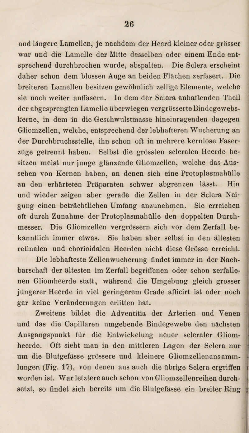 und längere Lamellen, je nachdem der Hecrd kleiner oder grösser war und die Lamelle der Mitte desselben oder einem Ende ent¬ sprechend durchbrochen wurde, abspalten. Die Sclera erscheint daher schon dem blossen Auge an beiden Flächen zerfasert. Die breiteren Lamellen besitzen gewöhnlich zellige Elemente, welche sie noch weiter auffasern. In dem der Sclera anhaftenden Theil der abgesprengten Lamelle überwiegen vergrösserteBindegewebs- kerne, in dem in die Geschwulstmasse hineinragenden dagegen Gliomzellen, welche, entsprechend der lebhafteren Wucherung an der Durchbruchsstelle, ihn schon oft in mehrere kernlose Faser¬ züge getrennt haben. Selbst die grössten scieralen Heerde be¬ sitzen meist nur junge glänzende Gliomzellen, welche das Aus¬ sehen von Kernen haben, an denen sich eine Protoplasmahülle an den erhärteten Präparaten schwer abgrenzen lässt. Hin und wieder zeigen aber gerade die Zellen in der Sclera Nei¬ gung einen beträchtlichen Umfang anzunehmen. Sie erreichen oft durch Zunahme der Protoplasmahülle den doppelten Durch¬ messer. Die Gliomzellen vergrössern sich vor dem Zerfall be¬ kanntlich immer etwas. Sie haben aber selbst in den ältesten retinalen und chorioidalen Heerden nicht diese Grösse erreicht. Die lebhafteste Zellenwucherung findet immer in der Nach¬ barschaft der ältesten im Zerfall begriffenen oder schon zerfalle¬ nen Gliomheerde statt, während die Umgebung gleich grosser jüngerer Heerde in viel geringerem Grade afficirt ist oder noch gar keine Veränderungen erlitten hat. Zweitens bildet die Adventitia der Arterien und Venen und das die Capillaren umgebende Bindegewebe den nächsten Ausgangspunkt für die Entwickelung neuer scleraler Gliom¬ heerde. Oft sieht man in den mittleren Lagen der Sclera nur um die Blutgefässe grössere und kleinere Gliomzellenansamm¬ lungen (Fig. 17), von denen aus auch die übrige Sclera ergriffen worden ist. War letztere auch schon von Gliomzellenreihen durch¬ setzt, so findet sich bereits um die Blutgefässe ein breiter Ring