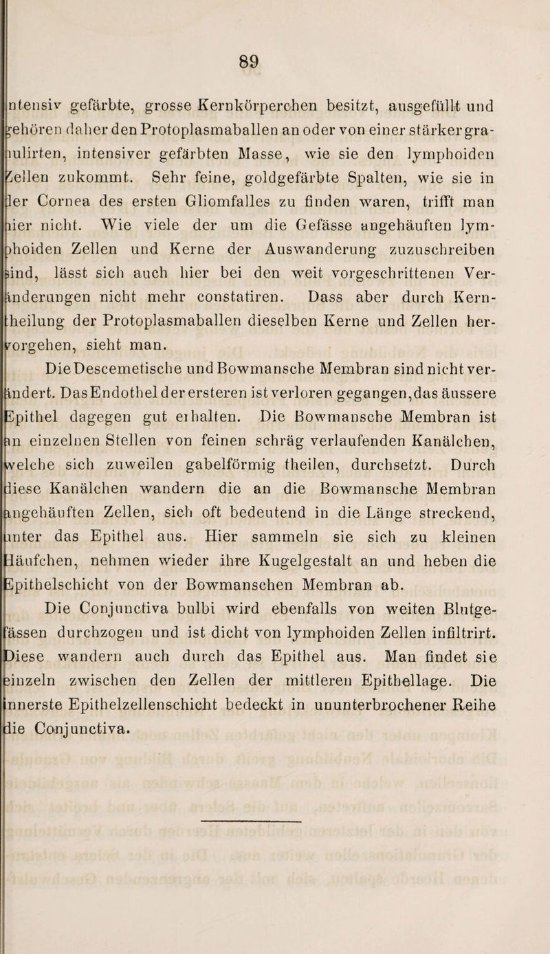 ntensiv gefärbte, grosse Kernkörperchen besitzt, ausgefüllt und jehören daher den Protoplasmaballen an oder von einer stärker gra- mlirten, intensiver gefärbten Masse, wie sie den lymphoiden Hellen zukommt. Sehr feine, goldgefärbte Spalten, wie sie in ler Cornea des ersten Gliomfalles zu finden waren, trifft man lier nicht. Wie viele der um die Gefässe angehäuften lym- )hoiden Zellen und Kerne der Auswanderung zuzuschreiben sind, lässt sich auch hier bei den weit vorgeschrittenen Ver- Änderungen nicht mehr constatiren. Dass aber durch Kern¬ teilung der Protoplasmaballen dieselben Kerne und Zellen her- forgehen, sieht man. DieDescemetische und Bowmansche Membran sind nicht ver¬ ändert. DasEndothel der ersteren ist verloren gegangen,das äussere Spithel dagegen gut erhalten. Die Bowmansche Membran ist m einzelnen Stellen von feinen schräg verlaufenden Kanälchen, welche sich zuweilen gabelförmig theilen, durchsetzt. Durch diese Kanälchen wandern die an die Bowmansche Membran rngehäuften Zellen, sich oft bedeutend in die Länge streckend, mter das Epithel aus. Hier sammeln sie sich zu kleinen däufchen, nehmen wieder ihre Kugelgestalt an und heben die Spithelschicht von der Bowmanschen Membran ab. Die Conjunctiva bulbi wird ebenfalls von weiten Blutge¬ fässen durchzogen und ist dicht von lymphoiden Zellen infiltrirt. Diese wandern auch durch das Epithel aus. Man findet sie 3inzeln zwischen den Zellen der mittleren Epithellage. Die nnerste Epithelzellenschicht bedeckt in ununterbrochener Reihe die Conjunctiva.