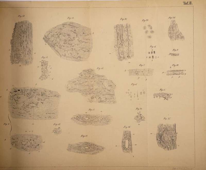 Taf.H. Ftq. F. Fiy. 2/. y sv ( ;! '! .er. Fiy.ZS. Wi- ■4/s Fis/. / 2 ■ ■ '%'■ 'F V WF, F ■ M Mm \:\ ; X\>; TV Fs/. 6. ^is/. t/ -<c ■ .# I Ä Fis/F. 'Jß r-.-«»». jan4 - *■ :«?#'#*-. > #■ ®M;:-:-3SJ1“*' ,r Ftrr.7. FiaJO. \> --..'S i /<jC i' Cüv —■ C-, < ’C - r-v-' .y-- - •' ; .-V • . i. - ..ft , fc* :-€• y ^ . y Fis/. 6. -rx. 5@ f ■Ti //, fl B i 1 ® @ -c Fis/.,?*. a. •'.. %iv- :!»*. \ r~ '• ■/'•. .-1 Vj/'-rO-/;-*- *' ’’“,;'W.yi;0 /?V y -/ly. /y Fisf, F < ■? '4 ^sUKS* -ytz' /> SF sW -■ -«x- — _ -6/ \rt/% ls ■ ■sF'/:FU