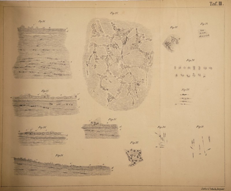 Ta f. III. Fy.M. Fü/JS. j’jist'. <29©© \ lP0P <Z> ff' -*>1 Fiy.fr/. Fiy. 3fr F -€■ ' d Fiy.30. u i* I 't&. 'CO «% m Fiy.M ■v <* «k »•V-r iS* f» IÄ <#>■ v</. B c-d «I a So 1 c <s>' C Fiy 33. /Jy..Ä A I s §-. I I 1 ;| ^ I k V f. i ;<ö*^ E > OC fritk* ■£.- C odculx^orp^xc. ■