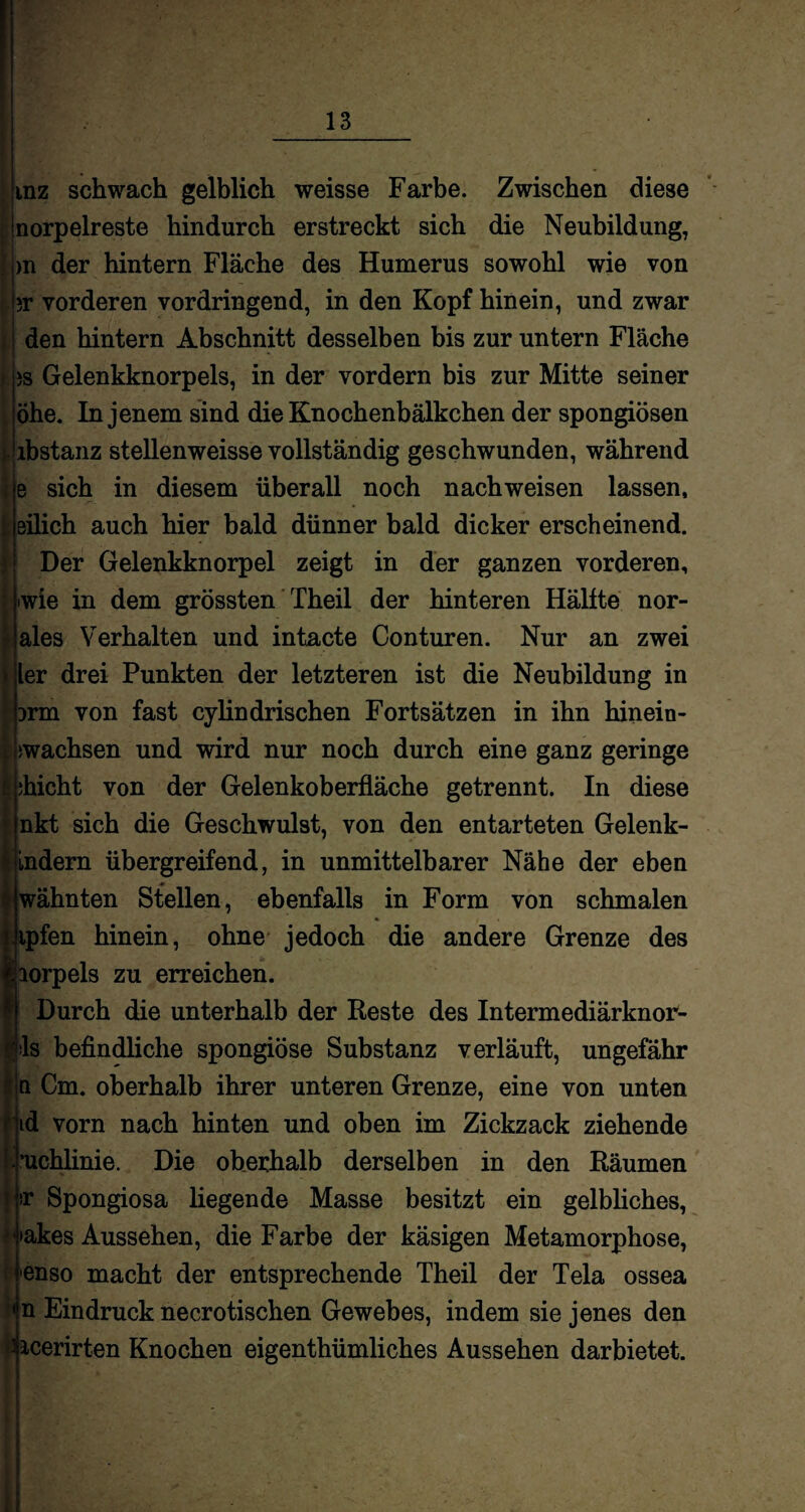 mz schwach gelblich weisse Farbe. Zwischen diese norpelreste hindurch erstreckt sich die Neubildung, m der hintern Fläche des Humerus sowohl wie von jr vorderen vordringend, in den Kopf hinein, und zwar den hintern Abschnitt desselben bis zur untern Fläche 5S Gelenkknorpels, in der vordem bis zur Mitte seiner öhe. In jenem sind die Knochenbälkchen der spongiösen ibstanz stellenweise vollständig geschwunden, während sich in diesem überall noch nachweisen lassen, i eüich auch hier bald dünner bald dicker erscheinend. Der Gelenkknorpel zeigt in der ganzen vorderen, wie in dem grössten Theil der hinteren Hälfte nor- ales Verhalten und intacte Conturen. Nur an zwei ler drei Punkten der letzteren ist die Neubildung in 3rm von fast cylindrischen Fortsätzen in ihn hinein¬ wachsen und wird nur noch durch eine ganz geringe ;hicht von der Gelenkoberfläche getrennt. In diese nkt sich die Geschwulst, von den entarteten Gelenk- Indern übergreifend, in unmittelbarer Nähe der eben wähnten Stellen, ebenfalls in Form von schmalen ipfen hinein, ohne jedoch die andere Grenze des lorpels zu erreichen. Durch die unterhalb der Reste des Intermediärknor- 1s befindliche spongiöse Substanz verläuft, ungefähr n Cm. oberhalb ihrer unteren Grenze, eine von unten id vorn nach hinten und oben im Zickzack ziehende ’uchlinie. Die oberhalb derselben in den Räumen t|*r Spongiosa liegende Masse besitzt ein gelbliches, >akes Aussehen, die Farbe der käsigen Metamorphose, enso macht der entsprechende Theil der Tela ossea <n Eindruck necrotischen Gewebes, indem sie jenes den ■ icerirten Knochen eigenthümliches Aussehen darbietet.