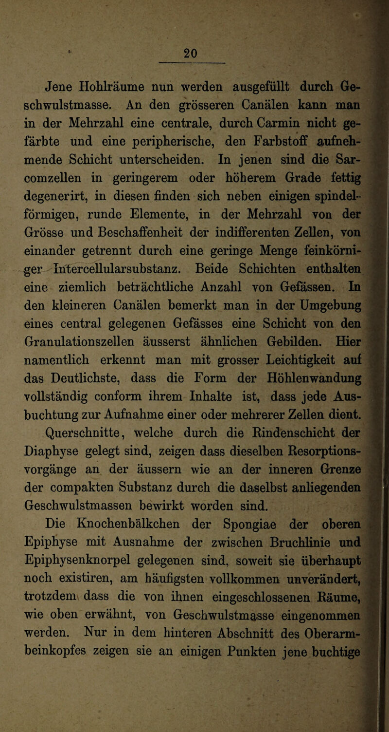 Jene Hohlräume nun werden ausgefüllt durch Ge¬ schwulstmasse. An den grösseren Canälen kann man in der Mehrzahl eine centrale, durch Carmin nicht ge- * färbte und eine peripherische, den Farbstoff aufneh¬ mende Schicht unterscheiden. In jenen sind die Sar- comzellen in geringerem oder höherem Grade fettig degenerirt, in diesen finden sich neben einigen spindel¬ förmigen, runde Elemente, in der Mehrzahl von der Grösse und Beschaffenheit der indifferenten Zellen, von einander getrennt durch eine geringe Menge feinkörni¬ ger Intercellularsubstanz. Beide Schichten enthalten eine ziemlich beträchtliche Anzahl von Gefässen. In den kleineren Canälen bemerkt man in der Umgebung eines central gelegenen Gefässes eine Schicht von den Granulationszellen äusserst ähnlichen Gebilden. Hier namentlich erkennt man mit grosser Leichtigkeit auf das Deutlichste, dass die Form der Höhlenwandung vollständig conform ihrem Inhalte ist, dass jede Aus¬ buchtung zur Aufnahme einer oder mehrerer Zellen dient. Querschnitte, welche durch die Rindenschicht der Diaphyse gelegt sind, zeigen dass dieselben Resorptions¬ vorgänge an der äussern wie an der inneren Grenze der compakten Substanz durch die daselbst anliegenden Geschwulstmassen bewirkt worden sind. Die Knochenbälkchen der Spongiae der oberen Epiphyse mit Ausnahme der zwischen Bruchlinie und Epiphysenknorpel gelegenen sind, soweit sie überhaupt noch existiren, am häufigsten vollkommen unverändert, trotzdem dass die von ihnen eingeschlossenen Räume, wie oben erwähnt, von Geschwulstmasse eingenommen werden. Nur in dem hinteren Abschnitt des Oberarm¬ beinkopfes zeigen sie an einigen Punkten jene buchtige