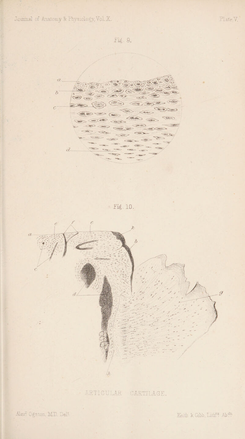 f' ii. 9. PiR 10. 4 • ART IC U L AR CARTILA GE. Hex1 Ogstom MR Tel1 \ Keith AGMR,ifhP? AbR
