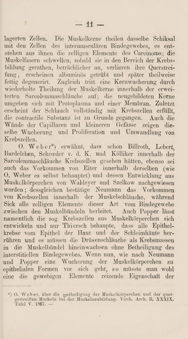 lagerten Zellen* Die Muskelkerne theilen dasselbe Schiksal mit den Zellen des intermusculären Bindegewebes, es ent¬ stellen aus ihnen die zelligen Elemente des Careinoms; die Muskelfasern schwellen, sobald sie in den Bereich der Krebs¬ bildung gerathen, beträchlicher an, verlieren ihre Querstrei¬ fung , erscheinen albuminös getrübt und später theilweise fettig degenerirt. Zugleich tritt eine Kernwucherung durch wiederholte Theilung der Muskelkerne innerhalb der erwei- terten Sarcolemmaschläuche auf; die neugebildeten Kerne umgeben sich mit Protoplasma und einer Membran. Zuletzt erscheint der Schlauch vollständig mit Krebszellen erfüllt, die contractile Substanz ist zu Grunde gegangen. Auch die Wände der Capillaren und kleineren Gefässe zeigen die¬ selbe Wucherung und Proliferation und Umwandlung von Krebszellen. 0. Weber*) erwähnt, dass schon Billroth, Lebert, Bardeleben, Schroeder v. d. K. und Kölliker innerhalb der Sarcolemmaschläuche Krebszellen gesehen hätten, ebenso sei auch das Yorkommen von Eiter innerhalb derselben (wie 0. Weber es selbst behauptet) und dessen Entwicklung aus Muskelkörperchen von Waldeyer und Szelkow nachgewiesen worden; dessgleichen bestätige Neumann das Yorkommen von Krebszellen innerhalb der Muskelschläuche, während Sick alle zelligen Elemente dieser Art vom Bindegewebe zwischen den Muskelbündeln herleitet. Auch Popper lässt namentlich die sog. Krebszellen aus Muskelkörperchen sich entwickeln und nur Thiersch behaupte, dass alle Epithel¬ krebse vom Epithel der llaut und der Schleimhäute her¬ rühren und es müssen die Drüsenschläuche als Krebsmassen in die Muskelbündel hineinwachsen ohne Betheiligung des interstitiellen Bindegewebes. Wenn nun, wie nach Neumann und Popper eine Wucherung der Muskelkörperchen zu epithelialen Formen vor sich geht, so müsste man wohl eine die gewebigen Elemente reizende Eigenschaft der *) 0. Weber, über die töetlieiligung der Muskelkörperclien und der quer¬ gestreiften Muskeln bei der Muskelneubilduiig. Virrh. Arch. B. XXXIX. Tafel V. 1867. —