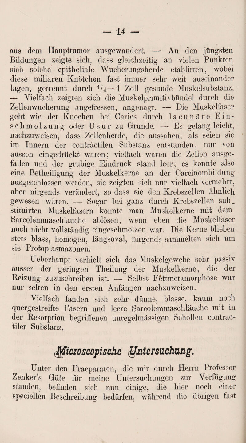 aus dem Haupttumor ausgewandert — An den jüngsten Bildungen zeigte sich, dass gleichzeitig an vielen Punkten sich solche epitheliale Wucherungsherde etablirten, wobei diese miliaren Knötchen fast immer sehr weit auseinander lagen, getrennt durch 1 /4 — 1 Zoll gesunde Muskelsubstanz. — Vielfach zeigten sich die Muskelprimitivbündel durch die Zellenwucherung angefressen, angenagt. — Die Muskelfaser geht wie der Knochen bei Caries durch lacunäre Ein- Schmelzung oder Usur zu Grunde. — Es gelang leicht, nachzuweisen, dass Zellenherde, die aussahen, als seien sie im Innern der contractilen Substanz entstanden, nur von aussen eingedrückt waren; vielfach waren die Zellen ausge¬ fallen und der grubige Eindruck stand leer; es konnte also eine Betheiligung der Muskelkerne an der Careinombildung ausgeschlossen werden, sie zeigten sich nur vielfach vermehrt, aber nirgends verändert, so dass sie den Krebszellen ähnlich gewesen wären. — Sogar bei ganz durch Krebszellen sub_ stituirten Muskelfasern konnte man Muskelkerne mit dem Sarcolemmaschlauche ablösen, wenn eben die Muskelfaser noch nicht vollständig eingeschmolzen war. Die Kerne blieben stets blass, homogen, längsoval, nirgends sammelten sich um sie Protoplasmazonen, Ueberhaupt verhielt sich das Muskelgewebe sehr passiv ausser der geringen Theilung der Muskelkerne, die der Reizung zuzuschreiben ist. — Selbst Fettmetamorphose war nur selten in den ersten Anfängen nachzuweisen. Vielfach fanden sich sehr dünne, blasse, kaum noch quergestreifte Fasern und leere Sarcolemmaschläuche mit in der Resorption begriffenen unregelmässigen Schollen contrac- tiler Substanz, (Microscopische Untersuchung, Unter den Praeparaten, die mir durch Herrn Professor Zenker’s Güte für meine Untersuchungen zur Verfügung standen, befinden sich nun einige, die hier noch einer speciellen Beschreibung bedürfen, während die übrigen fast