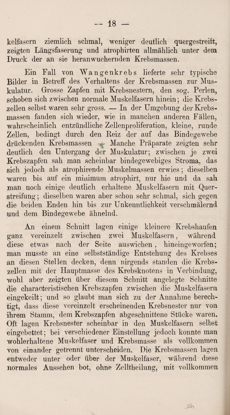 kelfasern ziemlich schmal, weniger deutlich quergestreift, zeigten Längsfaserung und atrophirten allmählich unter dem Druck der an sie heran wuchernden Krebsmassen. Ein Fall von Wangenkrebs lieferte sehr typische Bilder in Betreff des Verhaltens der Krebsmassen zur Mus¬ kulatur. Grosse Zapfen mit Krebsnestern, den sog. Perlen, schoben sich zwischen normale Muskelfasern hinein; die Krebs¬ zellen selbst waren sehr gross. — In der Umgebung der Krebs¬ massen fanden sich wieder, wie in manchen anderen Fällen, wahrscheinlich entzündliche Zellenproliferation, kleine, runde Zellen, bedingt durch den Reiz der auf das Bindegewebe drückenden Krebsmassen ~ r Manche Präparate zeigten sehr deutlich den Untergang der Muskulatur; zwischen je zwei Krebszapfen sah man scheinbar bindegewebiges Stroma, das sich jedoch als atrophirende Muskelmassen erwies; dieselben waren bis auf ein minimum atrophirt, nur hie und da sah man noch einige deutlich erhaltene Muskelfasern mit Quer¬ streifung ; dieselben waren aber schon sehr schmal, sich gegen die beiden Enden hin bis zur Unkenntlichkeit verschmälernd und dem Bindegewebe ähnelnd. An einem Schnitt lagen einige kleinere Krebshaufen ganz vereinzelt zwischen zwei Muskelfasern, während diese etwas nach der Seite auswichen, hineingeworfen; man musste an eine selbstständige Entstehung des Krebses an diesen Stellen decken, denn nirgends standen die Krebs¬ zellen mit der Hauptmasse des Krebsknotens in Verbindung, wohl aber zeigten über diesem Schnitt angelegte Schnitte die charaeteristischen Krebszapfen zwischen die Muskelfasern eingekeilt; und so glaubt man sich zu der Annahme berech¬ tigt, dass diese vereinzelt erscheinenden Krebsnester nur von ihrem Stamm, dem Krebszapfen abgeschnittene Stücke waren* Oft lagen Krebsnester scheinbar in den Muskelfasern selbst eingebettet; bei verschiedener Einstellung jedoch konnte man wohlerhaltene Muskelfaser und Krebsmasse als vollkommen von einander getrennt unterscheiden. Die Krebsmassen lagen entweder unter oder über der Muskelfaser, während diese normales Aussehen bot, ohne Zelltheilung, mit vollkommen