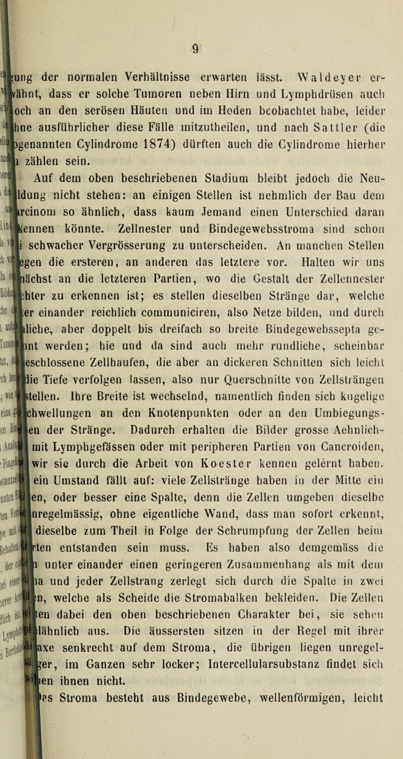 töiiUng (]er normalen Verhältnisse erwarten lässt. Waldeyer er¬ mähnt, dass er solche Tumoren neben Hirn und Lymphdrüsen auch iC1*och an den serösen Häuten und im Hoden beobachtet habe, leider ds hne ausführlicher diese Fälle mitzutheilen, und nach Sattler (die l\\\ li Bili ik 1 aiifj Tumoti tat ^»genannten Cylindrome 1874) dürften auch die Cylindrome hierher iMwi zählen sein. 10l^| Auf dem oben beschriebenen Stadium bleibt jedoch die Neu¬ bildung nicht stehen: an einigen Stellen ist nehmlich der Bau dem rcinom so ähnlich, dass kaum Jemand einen Unterschied daran ennen könnte. Zellnesler und ßindegewebsstroma sind schon i schwacher Vergrösserung zu unterscheiden. An manchen Stellen gen die ersteren, an anderen das letztere vor. Halten wir uns ächst an die letzteren Partien, wo die Gestalt der Zellennester •hter zu erkennen ist; es stellen dieselben Stränge dar, welche ;er einander reichlich communiciren, also Netze bilden, und durch liehe, aber doppelt bis dreifach so breite Bindegewebssepta gc- jint werden; hie und da sind auch mehr rundliche, scheinbar leschlossene Zellhaufen, die aber an dickeren Schnitten sich leicht ■ctib||iie Tiefe verfolgen lassen, also nur Querschnitte von Zellsträngen Hellen. Ihre Breite ist wechselnd, namentlich finden sich kugelige ichwellungen an den Knotenpunkten oder an den Umbiegungs- en der Stränge. Dadurch erhalten die Bilder grosse Aehnlich- mit Lymphgefässen oder mit peripheren Partien von Cancroiden, wir sie durch die Arbeit von Koester kennen gelernt haben, ein Umstand fällt auf: viele Zellstränge haben in der Mitte ein eo, oder besser eine Spalte, denn die Zellen umgeben dieselbe nregelmässig, ohne eigentliche Wand, dass man sofort erkennt, dieselbe zum Theil in Folge der Schrumpfung der Zellen beim ten entstanden sein muss. Es haben also demgemäss die unter einander einen geringeren Zusammenhang als mit dem na und jeder Zellstrang zerlegt sich durch die Spalte in zwei Im, welche als Scheide die Stromabalken bekleiden. Die Zellen Wien dabei den oben beschriebenen Charakter bei, sie sehen Wlähnlich aus. Die äussersten sitzen in der Regel mit ihrer eine en I , Analöl 1 Pia6- ten ^ pe fflil ( der 6$ iei einet 0irl! ist jgjfiictiiIllaxe senkrecht auf dem Stroma, die übrigen liegen unregel- Pfeer, im Ganzen sehr locker; Intercellularsubstanz findet sich ^»lien ihnen nicht. las Stroma besteht aus Bindegewebe, wellenförmigen, leicht