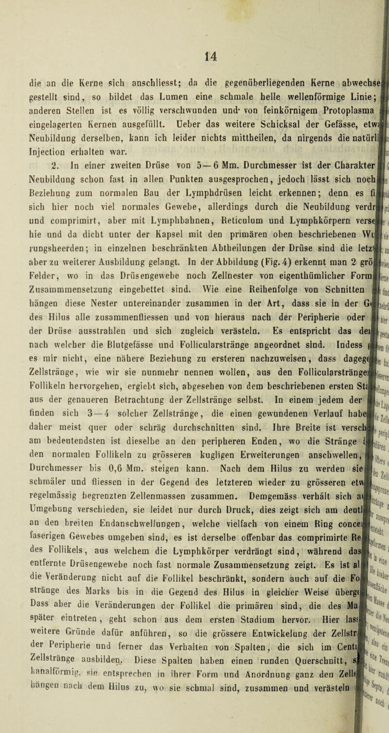 die an die Kerne sich anschliesst; da die gegenüberliegenden Kerne abwechse gestellt sind, so bildet das Lumen eine schmale helle wellenförmige Linie; anderen Stellen ist es völlig verschwunden und* von feinkörnigem Protoplasma eingelagerten Kernen ausgefüllt. Ueber das weitere Schicksal der Gefässe, etw;i Neubildung derselben, kann ich leider nichts mittheilen, da nirgends die natürlij Injection erhalten war. 2. In einer zweiten Drüse von 5—6 Mm. Durchmesser ist der Charakter Neubildung schon fast in allen Punkten ausgesprochen, jedoch lässt sieb noch Beziehung zum normalen Bau der Lymphdrüsen leicht erkennen; denn es fi sich hier noch viel normales Gewebe, allerdings durch die Neubildung verdrj und comprimirt, aber mit Lymphbahnen, Reticulum und Lymphkörpern verse; hie und da dicht unter der Kapsel mit den primären oben beschriebenen Wij rungsheerden; in einzelnen beschränkten Abtheilungen der Drüse sind die letz aber zu weiterer Ausbildung gelangt. In der Abbildung (Fig. 4) erkennt man 2 grö Felder, wo in das Drüsengewebe noch Zellnester von eigenthümlicher Form Zusammmensetzung eingebettet sind. Wie eine Reihenfolge von Schnitten hängen diese Nester untereinander zusammen in der Art, dass sie in der GM^, des Hilus alle Zusammenflüssen und von hieraus nach der Peripherie oder der Drüse ausstrahlen und sich zugleich verästeln. Es entspricht das dei nach welcher die Blutgefässe und Follicularstränge angeordnet sind. Indess es mir nicht, eine nähere Beziehung zu ersteren nachzuweisen, dass dageg :3o iier Zellstränge, wie wir sie nunmehr nennen wollen, aus den Follicularstränge« Follikeln hervorgehen, ergiebt sich, abgesehen von dem beschriebenen ersten St£|^::,lr. aus der genaueren Betrachtung der Zellstränge selbst. In einem jedem der finden sich 3 — 4 solcher Zellstränge, die einen gewundenen Verlauf habeA(^j daher meist quer oder schräg durchschnitten sind. Ihre Breite ist verschp am bedeutendsten ist dieselbe an den peripheren Enden, wo die Stränge den normalen Follikeln zu grösseren kugligen Erweiterungen anschwellen, Durchmesser bis 0,6 Mm. steigen kann. Nach dem Hilus zu werden sie schmäler und fliessen in der Gegend des letzteren wieder zu grösseren etv regelmässig begrenzten Zellenmassen zusammen. Demgemäss verhält sich aii Umgebung verschieden, sie leidet nur durch Druck, dies zeigt sich am deutlj an den breiten Endanschwellungen, welche vielfach von einem Ring concei» faserigen Gewebes umgeben sind, es ist derselbe offenbar das comprimirte Rei des Follikels, aus welchem die Lymphkörper verdrängt sind, während dasj entfernte Drüsengewebe noch fast normale Zusammensetzung zeigt. Es ist al die Veränderung nicht auf die Follikel beschränkt, sondern auch auf die Fo stränge des Marks bis in die Gegend des Hilus in gleicher Weise übergej Dass aber die Veränderungen der Follikel die primären sind, die des Ma später eintreten , geht schon aus dem ersten Stadium hervor. Hier lass weitere Gründe dafür anführen, so die grössere Entwickelung der Zellstr der Peripherie und ferner das Verhalten von Spalten, die sich im Cent Zellstränge ausbilden. Diese Spalten haben einen runden Querschnitt, sj kanalförmig, sie entsprechen in ihrer Form und Anordnung ganz den Zelle) Längen nach dem Hilus zu, wo sie schmal sind, zusammen und verästeln