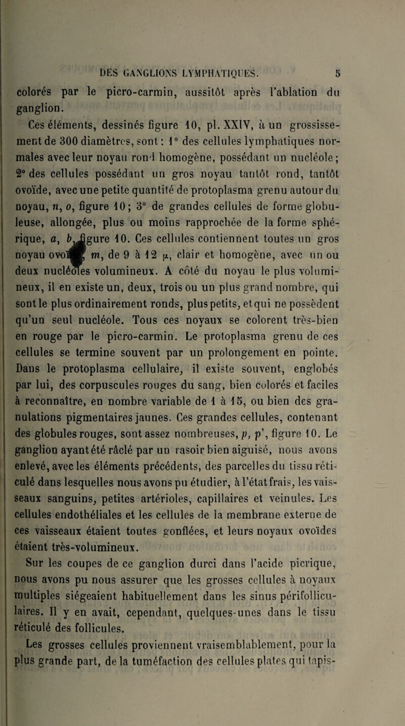 colorés par le picro-carmin, aussitôt après l’ablation du ganglion. Ces éléments, dessinés figure 10, pl.XXtV, à un grossisse¬ ment de 300 diamètres, sont: 1° des cellules lymphatiques nor¬ males avec leur noyau rond homogène, possédant un nucléole; 2° des cellules possédant un gros noyau tantôt rond, tantôt ovoïde, avec une petite quantité de protoplasma grenu autour du noyau, n, o, figure 10; 3° de grandes cellules de forme globu¬ leuse, allongée, plus ou moins rapprochée de la forme sphé¬ rique, fl, b^jjgure 10. Ces cellules contiennent toutes un gros noyau ovoï®; m, de 9 à 12 jx, clair et homogène, avec un ou deux nucléoles volumineux. A côté du noyau le plus volumi¬ neux, il en existe un, deux, trois ou un plus grand nombre, qui sont le plus ordinairement ronds, plus petits, et qui ne possèdent qu’un seul nucléole. Tous ces noyaux se colorent très-bien en rouge par le picro-carmin. Le protoplasma grenu de ces cellules se termine souvent par un prolongement en pointe. Dans le protoplasma cellulaire, il existe souvent, englobés par lui, des corpuscules rouges du sang, bien colorés et faciles à reconnaître, en nombre variable de 1 à 15, ou bien des gra¬ nulations pigmentaires jaunes. Ces grandes cellules, contenant des globules rouges, sont assez nombreuses, g, p’, figure 10. Le ganglion ayant été râclé par un rasoir bien aiguisé, nous avons enlevé, avec les éléments précédents, des parcelles du tissu réti¬ culé dans lesquelles nous avons pu étudier, à l’état frais, les vais¬ seaux sanguins, petites artérioles, capillaires et veinules. Les cellules endothéliales et les cellules de la membrane externe de ces vaisseaux étaient toutes gonflées, et leurs noyaux ovoïdes étaient très-volumineux. Sur les coupes de ce ganglion durci dans l’acide picrique, nous avons pu nous assurer que les grosses cellules à noyaux multiples siégeaient habituellement dans les sinus périfollicu- laires. Il y en avait, cependant, quelques-unes dans le tissu réticulé des follicules. Les grosses cellules proviennent vraisemblablement, pour la plus grande part, de la tuméfaction des cellules plates qui tapis-
