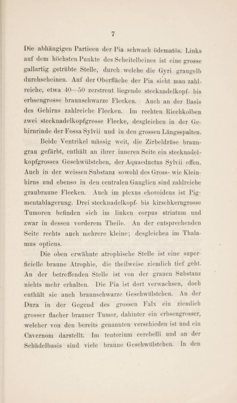 Die abhängigen Partieen der Pia schwach ödematös. Links auf dem höchsten Punkte des Scheitelbeines ist eine grosse gailartig getrübte Stelle, durch welche die Gvri Kraueelb durchscheinen. Auf der Oberfläche der Pia sieht man zahl¬ reiche, etwa 40—50 zerstreut liegende Stecknadelkopf- bis erbsengrosse braunschwarze Flecken. Auch an der Basis des Gehirns zahlreiche Flecken. Im rechten Riechkolben zwei stecknadelkopfgrosse Flecke, desgleichen in der Ge¬ hirnrinde der Fossa Sylvii und in den grossen Längsspalten. Beide Ventrikel massig weit, die Zirbeldrüse braun¬ grau gefärbt, enthält an ihrer inneren Seite ein steckuadel- kopfgrosses Geschwülstchen, der Aquaeductus Sylvii offen. Auch in der weissen Substanz sowohl des Gross-wie Klein¬ hirns und ebenso in den centralen Ganglien sind zahlreiche graubraune Flecken. Auch im plexus choroideus ist Pig¬ mentablagerung. Drei Stecknadelkopf- bis kirschkerngrosse Tumoren befinden sich im linken corpus Striatum und zwar in dessen vorderem Theile. An der entsprechenden Seite rechts auch mehrere kleine; desgleichen im Thala¬ mus opticus. Die oben erwähnte atrophische Stelle ist eine super- ficielle braune Atrophie, die tlieilweise ziemlich tief geht. An der betreffenden Stelle ist von der grauen Substanz nichts mehr erhalten. Die Pia ist dort verwachsen, doch enthält sie auch braunschwarze Geschwülstchen. An der Dura in der Gegend des grossen Falx ein ziemlich grosser flacher brauner Tumor, dahinter ein erbsengrosser, welcher von den bereits genannten verschieden ist und ein Cavernom darstellt. Im tentorium cerebelli und an der Schädelbasis sind viele braune Geschwülstchen. In den