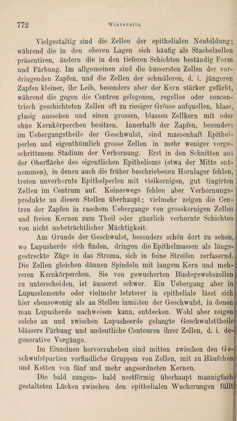 Vielgestaltig sind die Zellen der epithelialen Neubildung; während die in den oberen Lagen sich häufig als Stachelzellen präsentiren, ändern die in den tieferen Schichten beständig Form und Färbung. Im allgemeinen sind die äussersten Zellen der vor¬ dringenden Zapfen, und die Zellen der schmäleren, d. i. jüngeren Zapfen kleiner, ihr Leib, besonders aber der Kern stärker gefärbt, während die gegen die Centren gelegenen, regellos oder concen- trisch geschichteten Zellen oft zu riesiger Grösse aufquellen, blass, glasig aussehen und einen grossen, blassen Zellkern mit oder ohne Kernkörperchen besitzen. Innerhalb der Zapfen, besonders im Uebergangstheile der Geschwulst, sind massenhaft Epithel- perlen und eigentümlich grosse Zellen in mehr weniger vorge¬ schrittenem Stadium der Verhornung. Erst in den Schnitten aus der Oberfläche des eigentlichen Epithelioms (etwa der Mitte ent¬ nommen), in denen auch die früher beschriebenen Hornlager fehlen, treten unverhornte Epithelperlen mit vielkernigen, gut tingirten Zellen im Centrum auf. Keineswegs fehlen aber Verhornungs¬ produkte an diesen Stellen überhaupt; vielmehr zeigen die Cen¬ tren der Zapfen in raschem Uebergange von grosskernigen Zellen und freien Kernen zum Theil oder gänzlich verhornte Schichten von nicht unbeträchtlicher Mächtigkeit. Am Grunde der Geschwulst, besonders schön dort zu sehen, wo Lupusherde sich finden, dringen die Epithelmassen als längs-; gestreckte Züge in das Stroma, sich in feine Streifen zerfasernd.. Die Zellen gleichen dünnen Spindeln mit langem Kern und meh-{ reren Kernkörperchen. Sie von gewucherten Bindegewebszellen* zu unterscheiden, ist äusserst schwer. Ein Uebergang aber in; Lupuselemente oder vielmehr letzterer in epitheliale lässt sich i hier ebensowenig als an Stellen inmitten der Geschwulst, in denen* man Lupusherde nachweisen kann, entdecken. Wohl aber zeigen solche an und zwischen Lupusheerde gelangte Geschwulsttheile1 blässere Färbung und undeutliche Contouren ihrer Zellen, d. i. de- generative Vorgänge. Im Einzelnen hervorzuheben sind mitten zwischen den Ge-. Schwulstpartien vorfindliche Gruppen von Zellen, mit zu Häufchen, und Ketten von fünf und mehr angeordneten Kernen. Die bald zungen- bald nestförmig überhaupt mannigfach/ gestalteten Lücken zwischen den epithelialen Wucherungen füllti