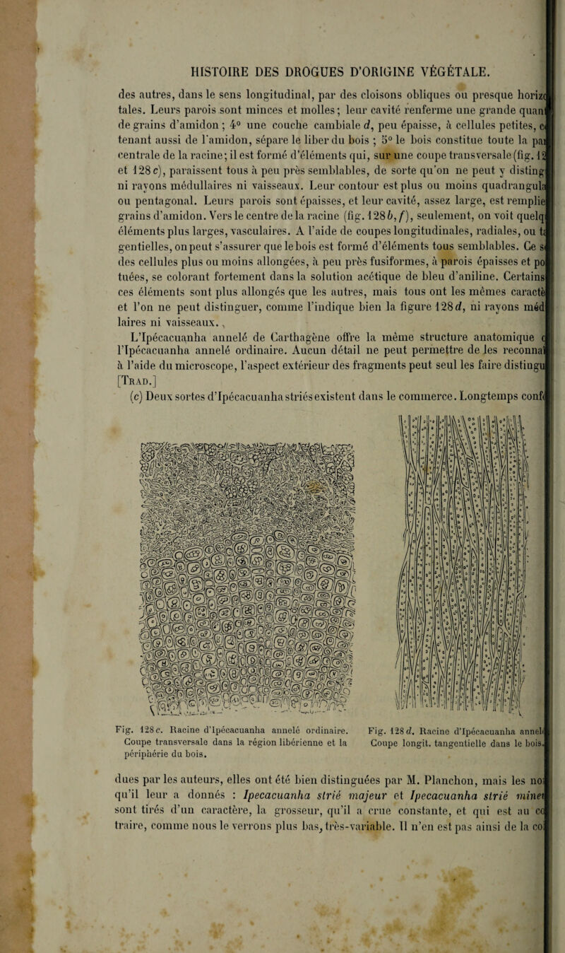 HISTOIRE DES DROGUES D’ORIGINE VÉGÉTALE. des autres, dans le sens longitudinal, par des cloisons obliques ou presque horizc taies. Leurs parois sont minces et molles; leur cavité renferme une grande quan de grains d’amidon; 4° une couche cambiale d, peu épaisse, à cellules petites, c tenant aussi de l'amidon, sépare le liber du bois ; 5° le bois constitue toute la paJ centrale de la racine; il est formé d’éléments qui, sur une coupe transversale (fig. 12 et 128 c), paraissent tous à peu près semblables, de sorte qu’on ne peut y disting ni rayons médullaires ni vaisseaux. Leur contour est plus ou moins quadrangula ou pentagonal. Leurs parois sont épaisses, et leur cavité, assez large, est remplie grains d’amidon. Vers le centre de la racine (fig. 1286, /), seulement, on voit quelqJ éléments plus larges, vasculaires. A l’aide de coupes longitudinales, radiales, ou ta gentielles, onpeut s’assurer que lebois est formé d’éléments tous semblables. Ce s des cellules plus ou moins allongées, à peu près fusiformes, à parois épaisses et po tuées, se colorant fortement dans la solution acétique de bleu d’aniline. Certains ces éléments sont plus allongés que les autres, mais tous ont les mêmes caractè et Ton ne peut distinguer, comme l’indique bien la figure 128 d, ni rayons méd laires ni vaisseaux., L’Ipécacuanha annelé de Carthagène offre la même structure anatomique q l’Ipécacuanha annelé ordinaire. Aucun détail ne peut permettre de les reconnai à l’aide du microscope, l’aspect extérieur des fragments peut seul les faire distingué [Trad.] (c) Deux sortes d’Ipécacuanhastriés existent dans le commerce. Longtemps conf< Fig. 128c. Racine d’Ipécacuanha annelé ordinaire. Fig. 128c?. Racine d’Ipécacuanha annehj Coupe transversale dans la région libérienne et la Coupe longit. tangentielle dans le bois, périphérie du bois. dues par les auteurs, elles ont été bien distinguées par M. Planchon, mais les nos qu’il leur a donnés : Ipecacuanha strié majeur et Ipecacuanha strié minen sont tirés d’un caractère, la grosseur, qu’il a crue constante, et qui est au cq traire, comme nous le verrons plus bas, très-variable. Il n’en est pas ainsi de la coj